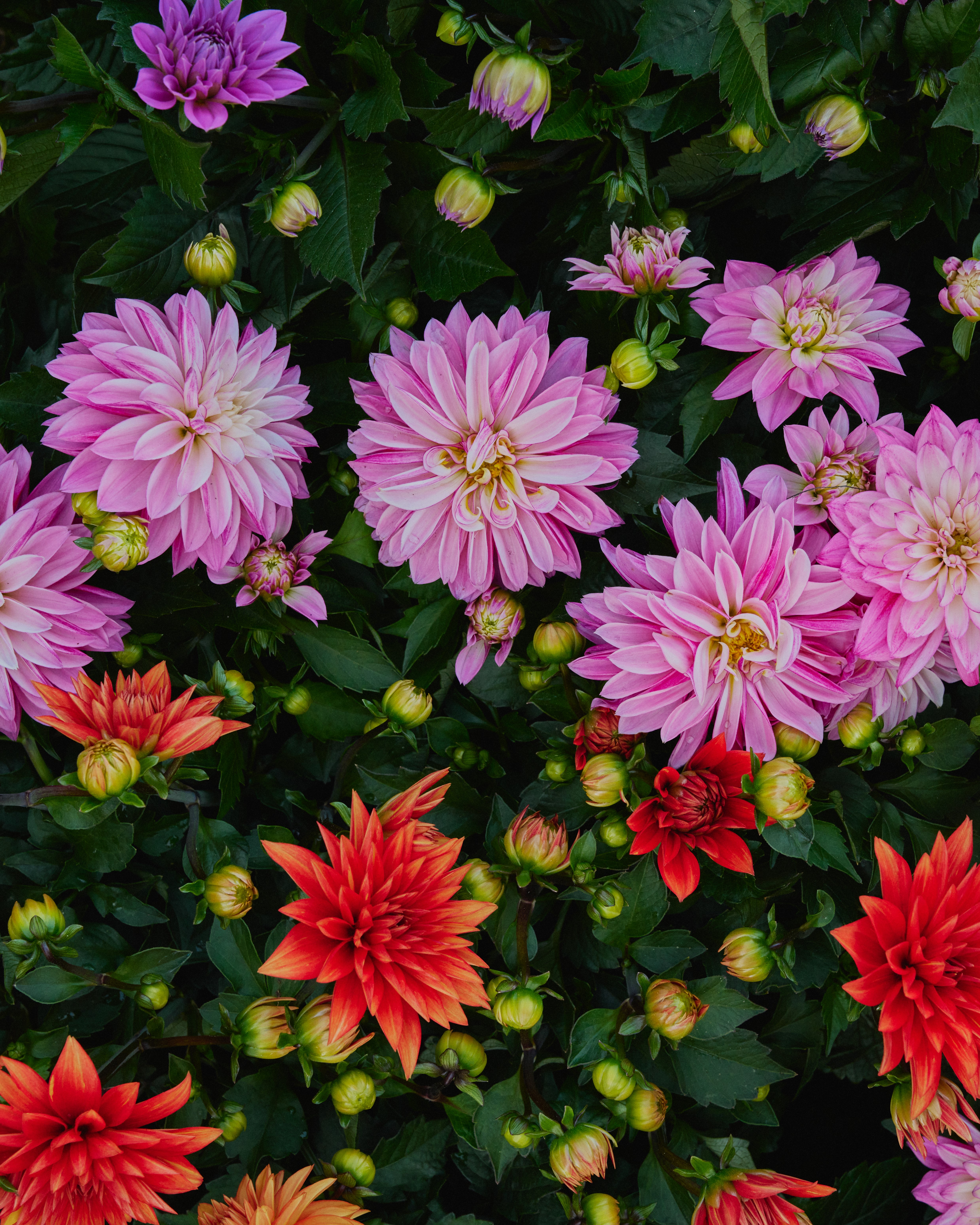 Rosa og røde georginer i blomst