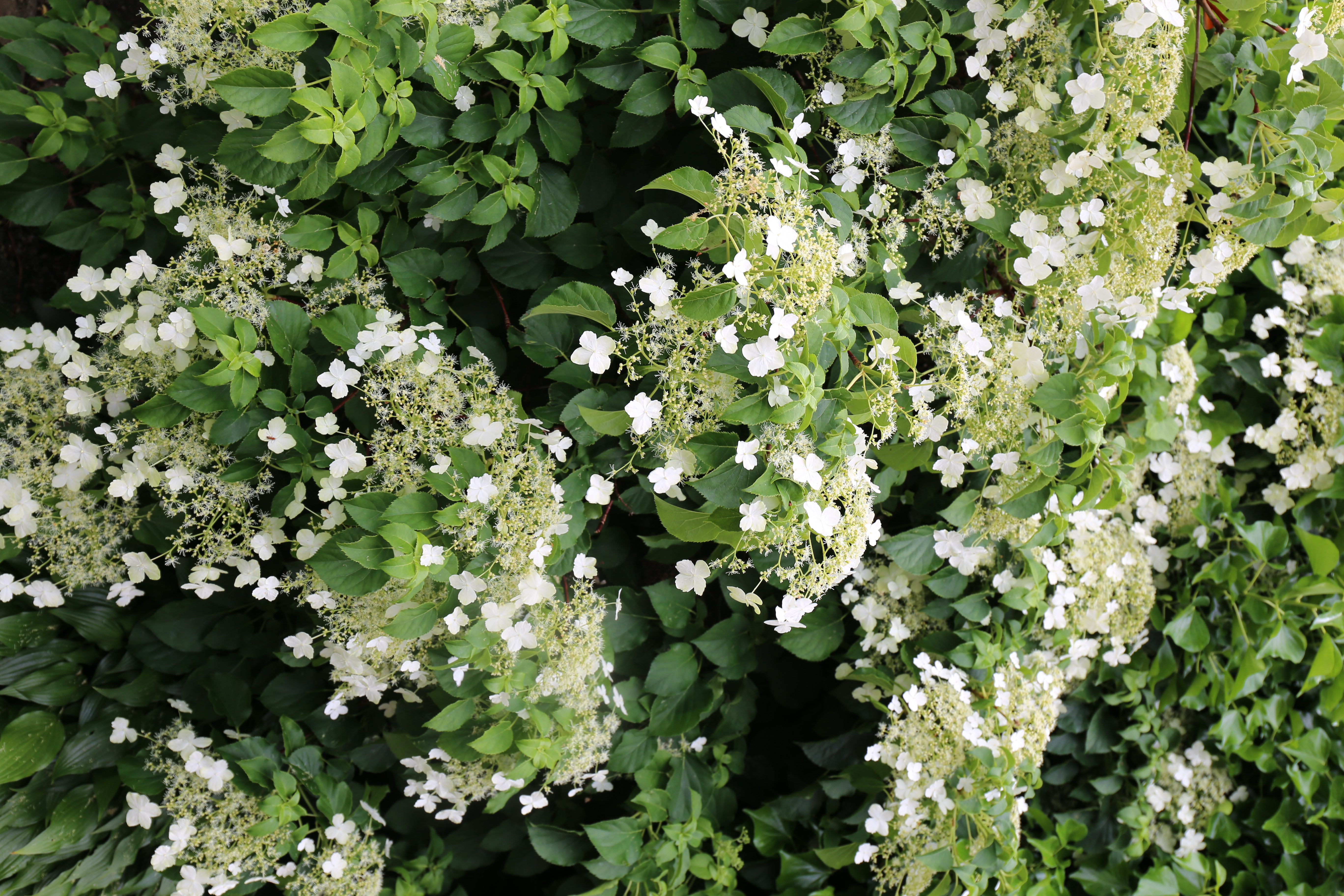 Klatrehortensia er en populær klatreplante i Norge