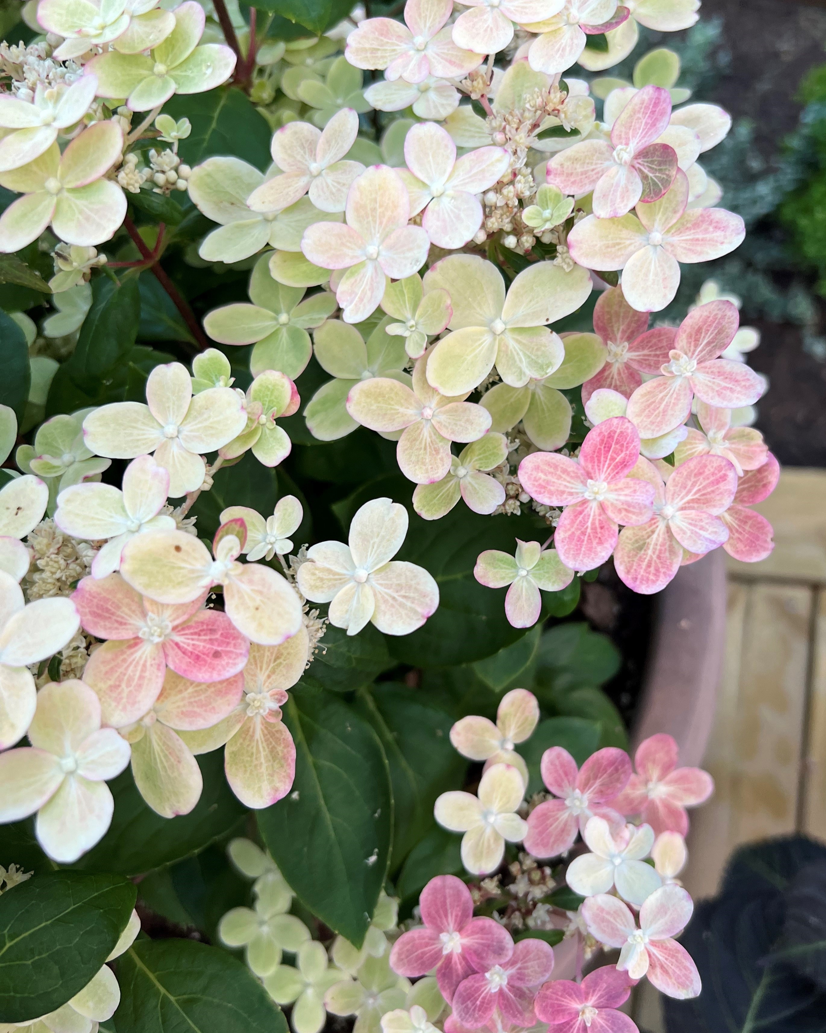 Syrinhortensia hvite blomster vår