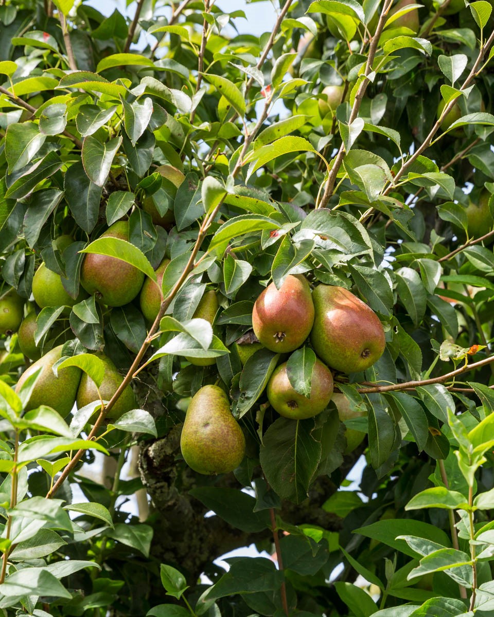 Pæretre med frukt