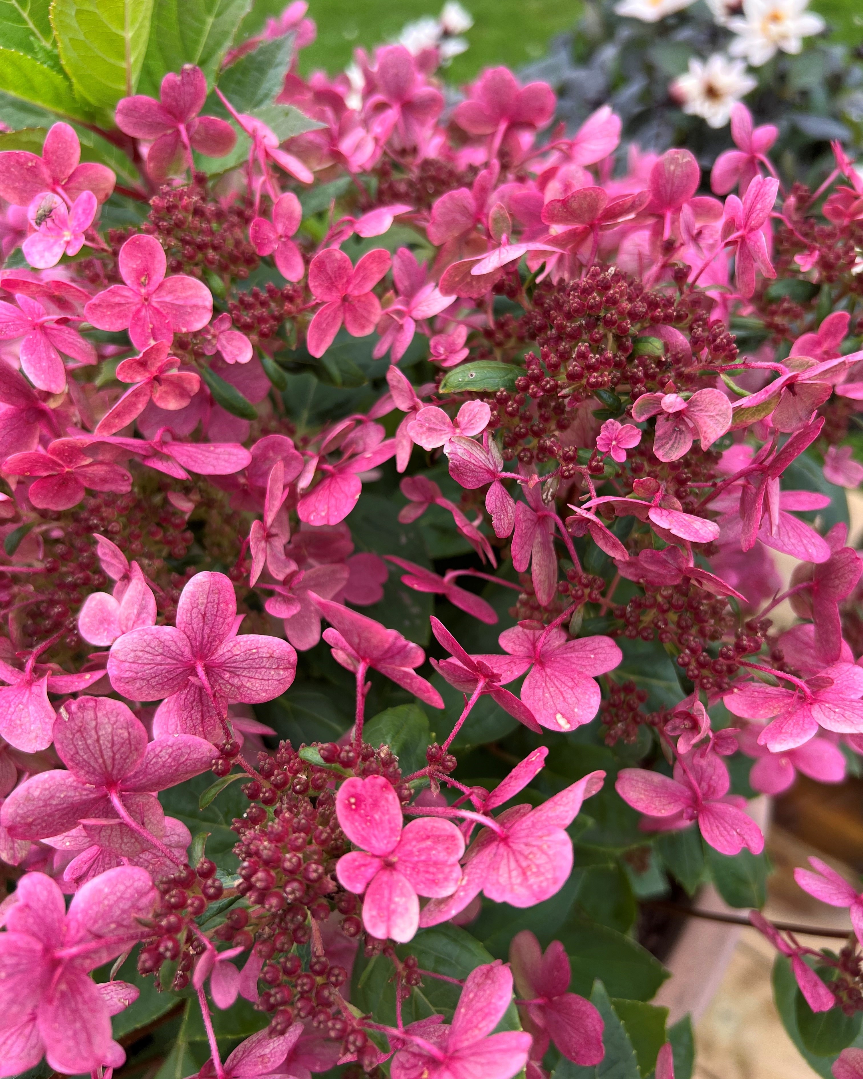 Syrinhortensia røde blomster høst