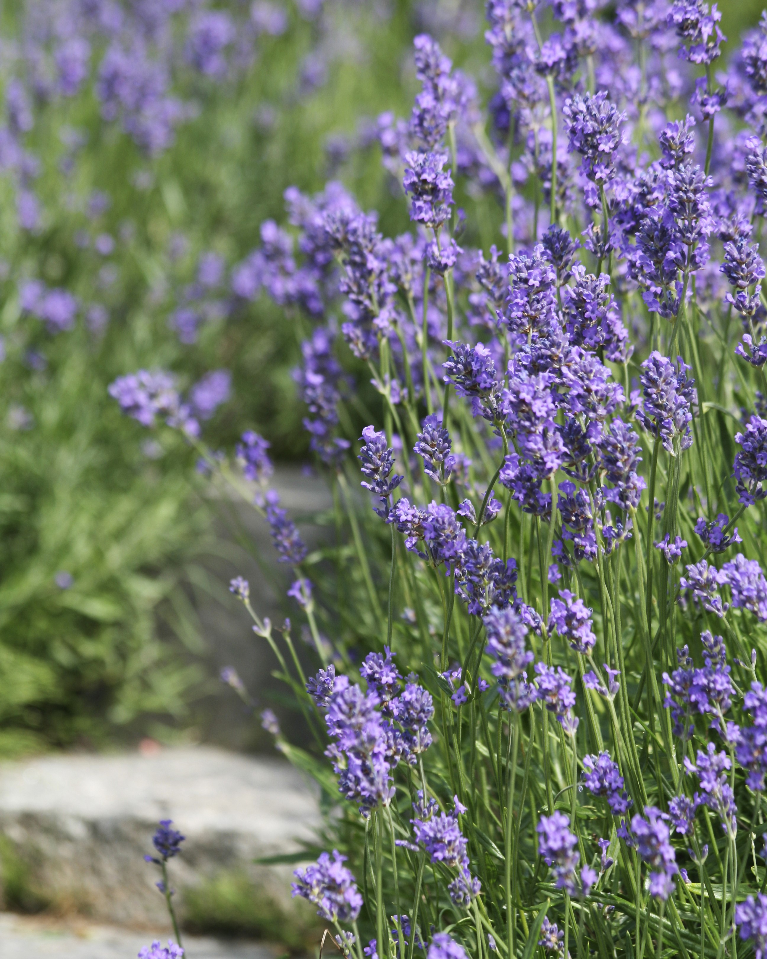 Lavendel staude 