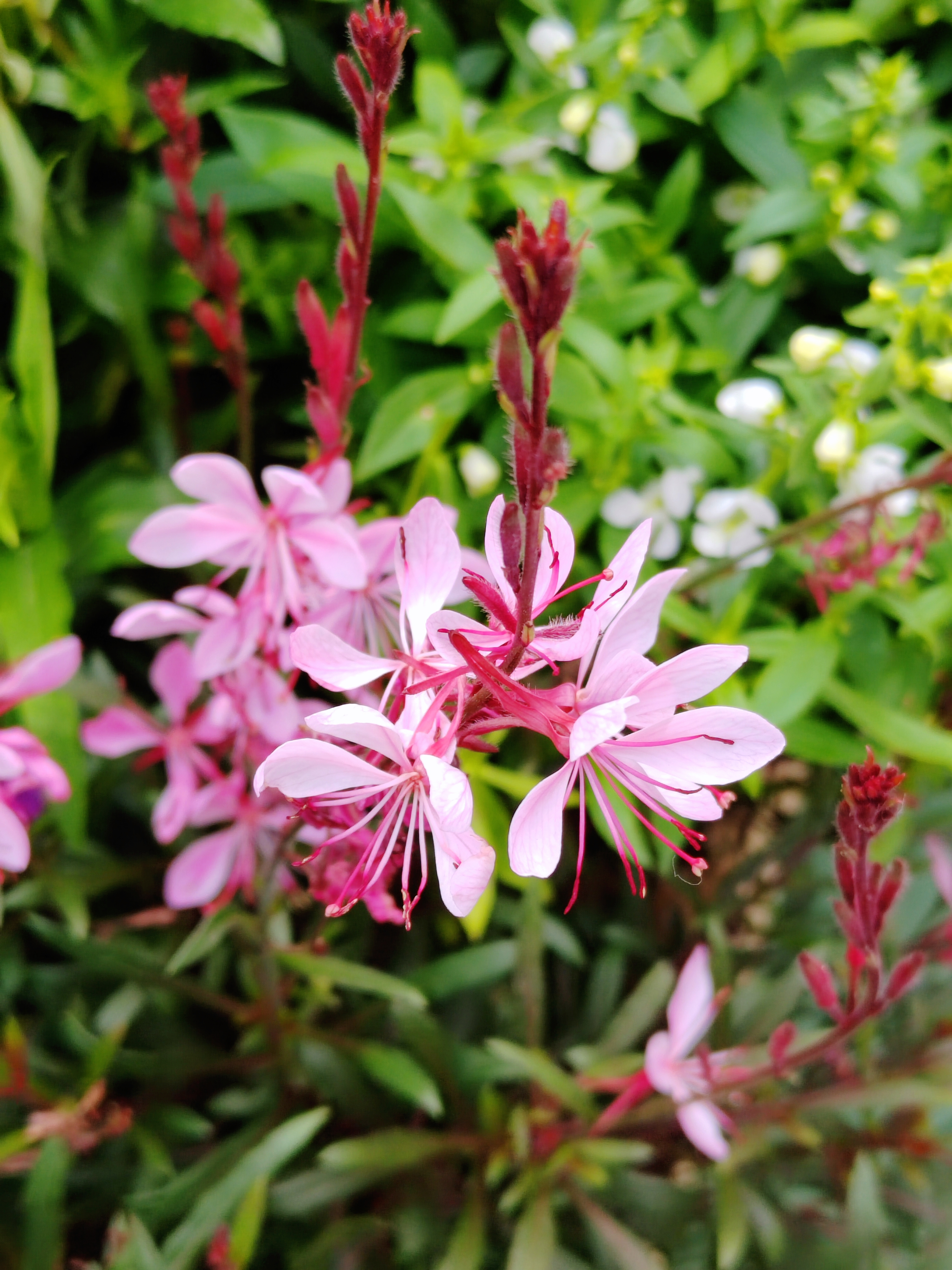 Gaura praktlys rosa staude