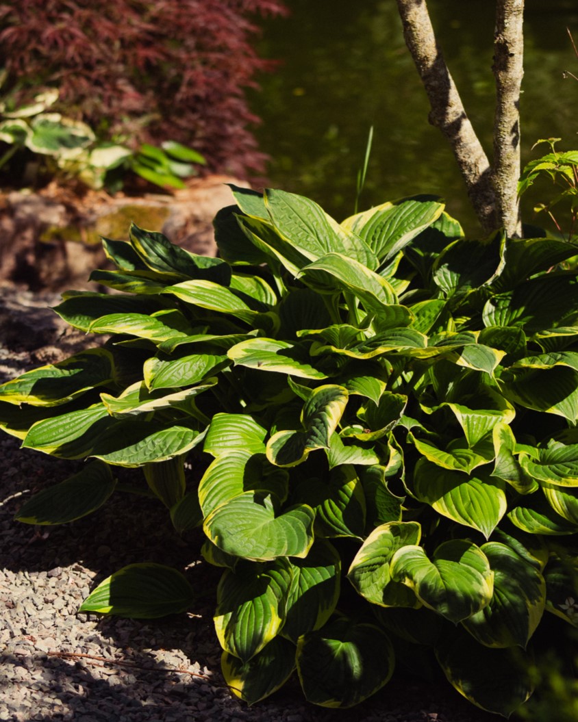 Hosta lettstelt staude