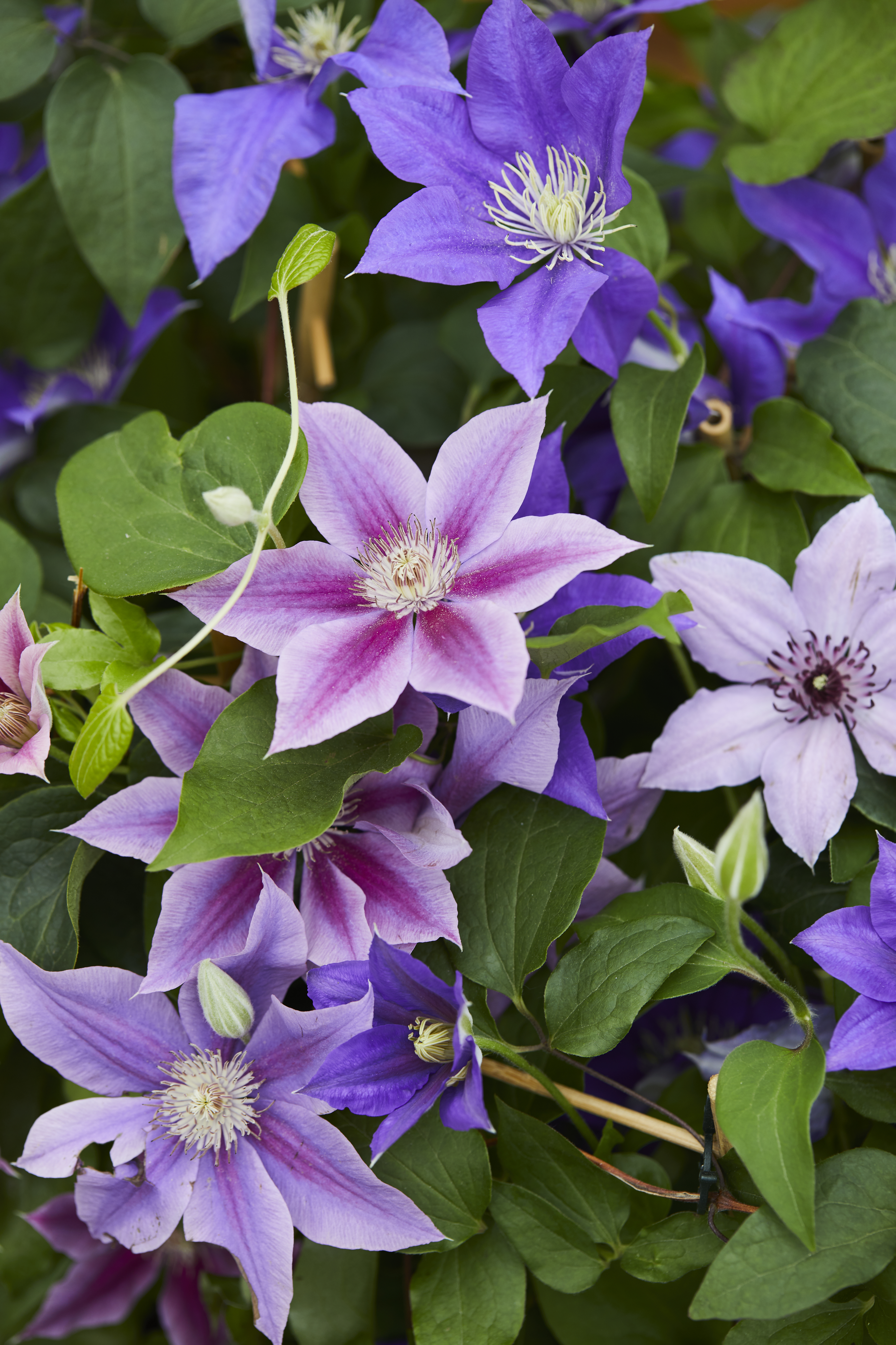 Klematis er en klatreplante med lang blomstringstid