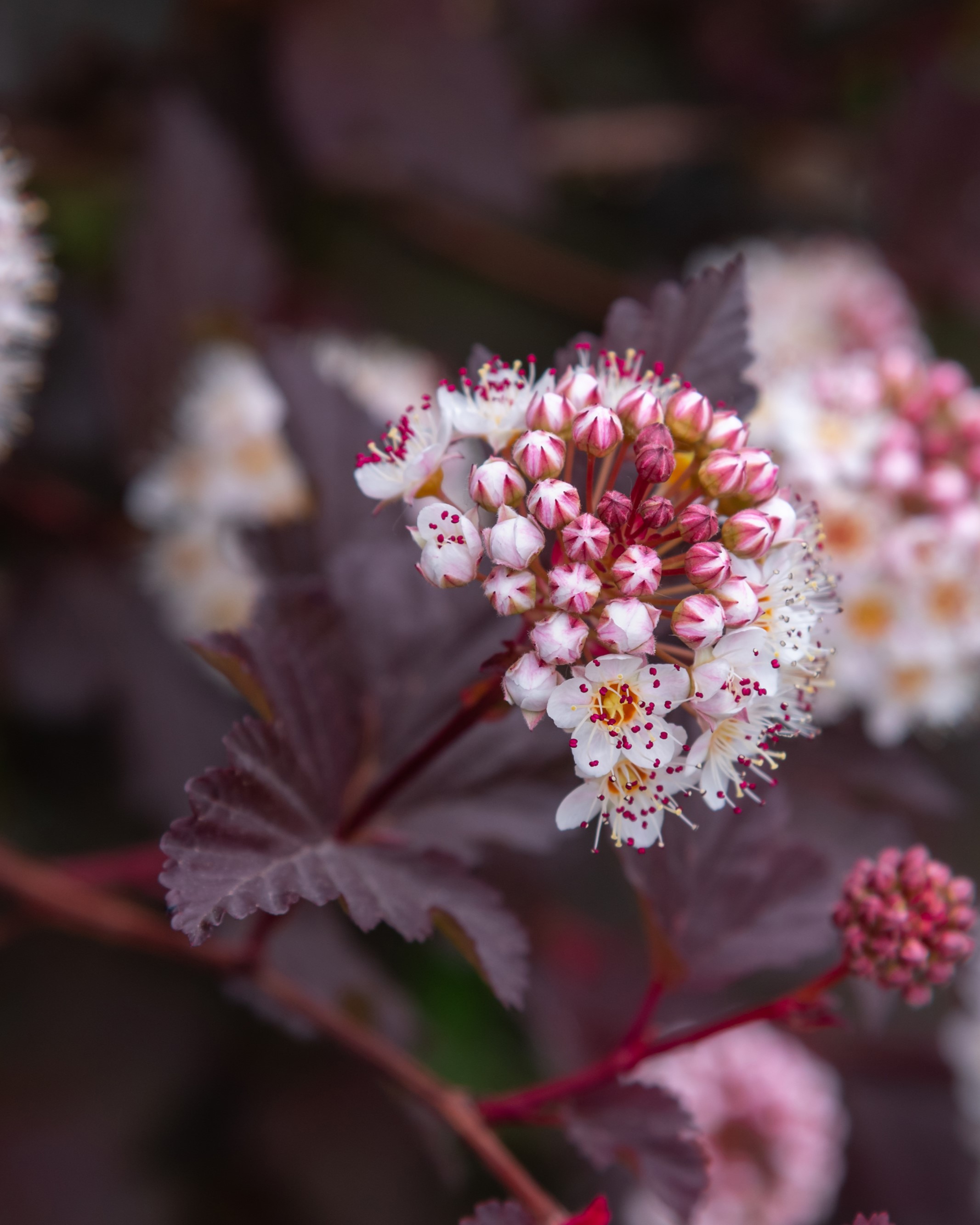 Blærespirea 'Diabolo' med hvit blomst