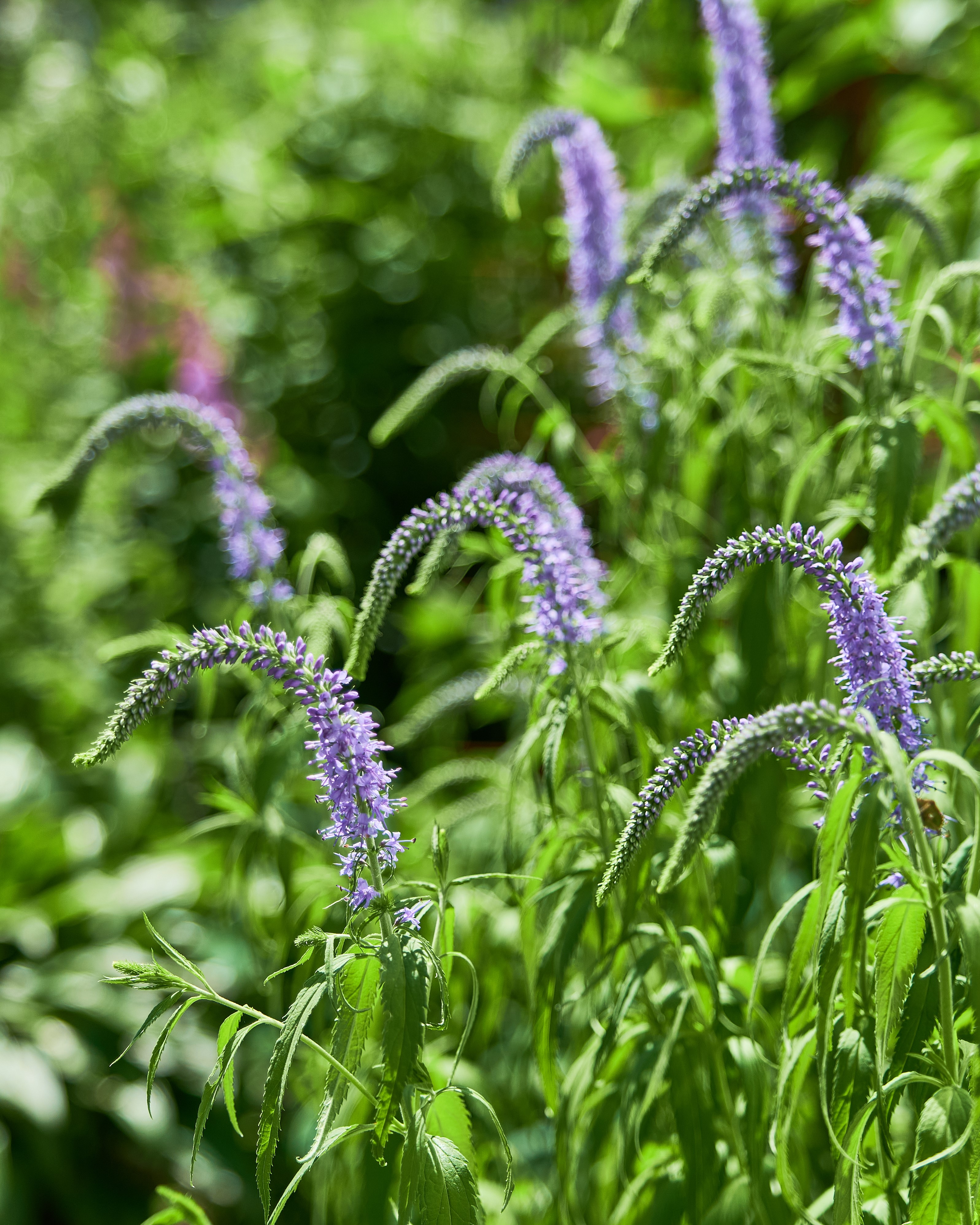 Aksveronika med lilla blomster