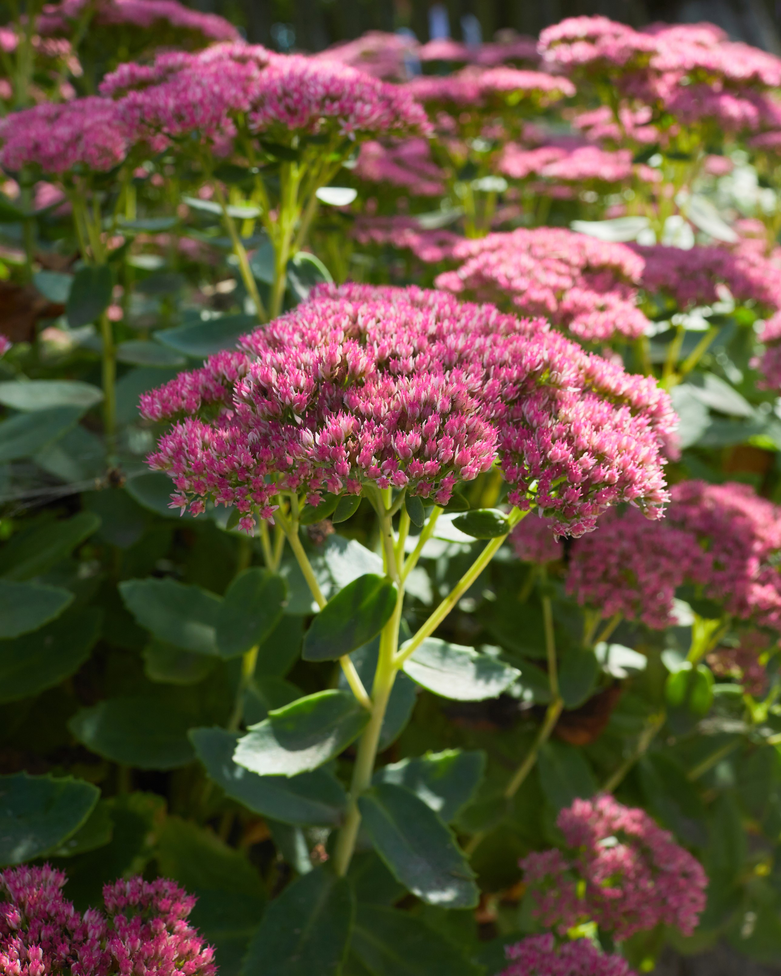 Bergknapp med rosa blomster