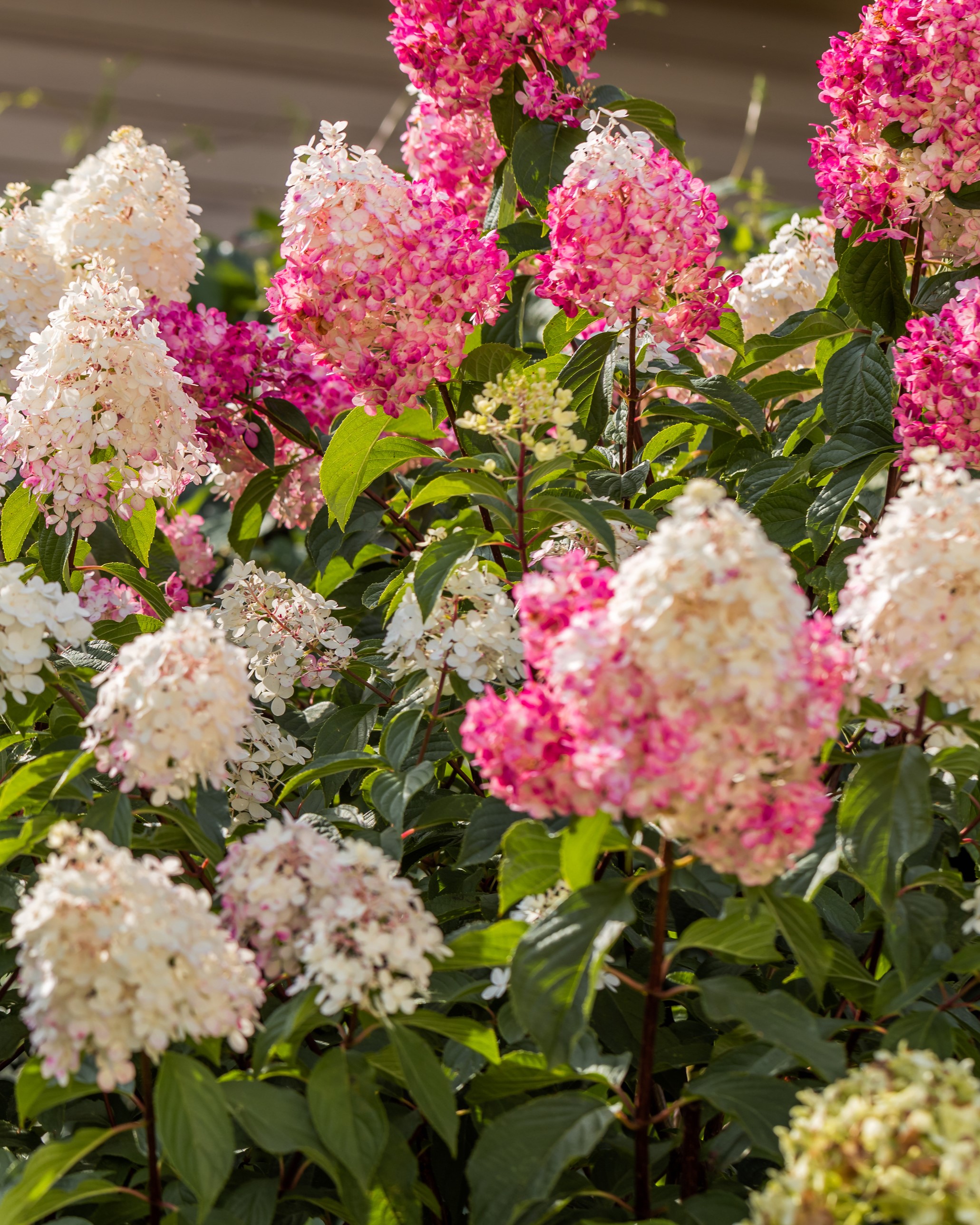 Syrinhortensia med hvite og rosa blomster