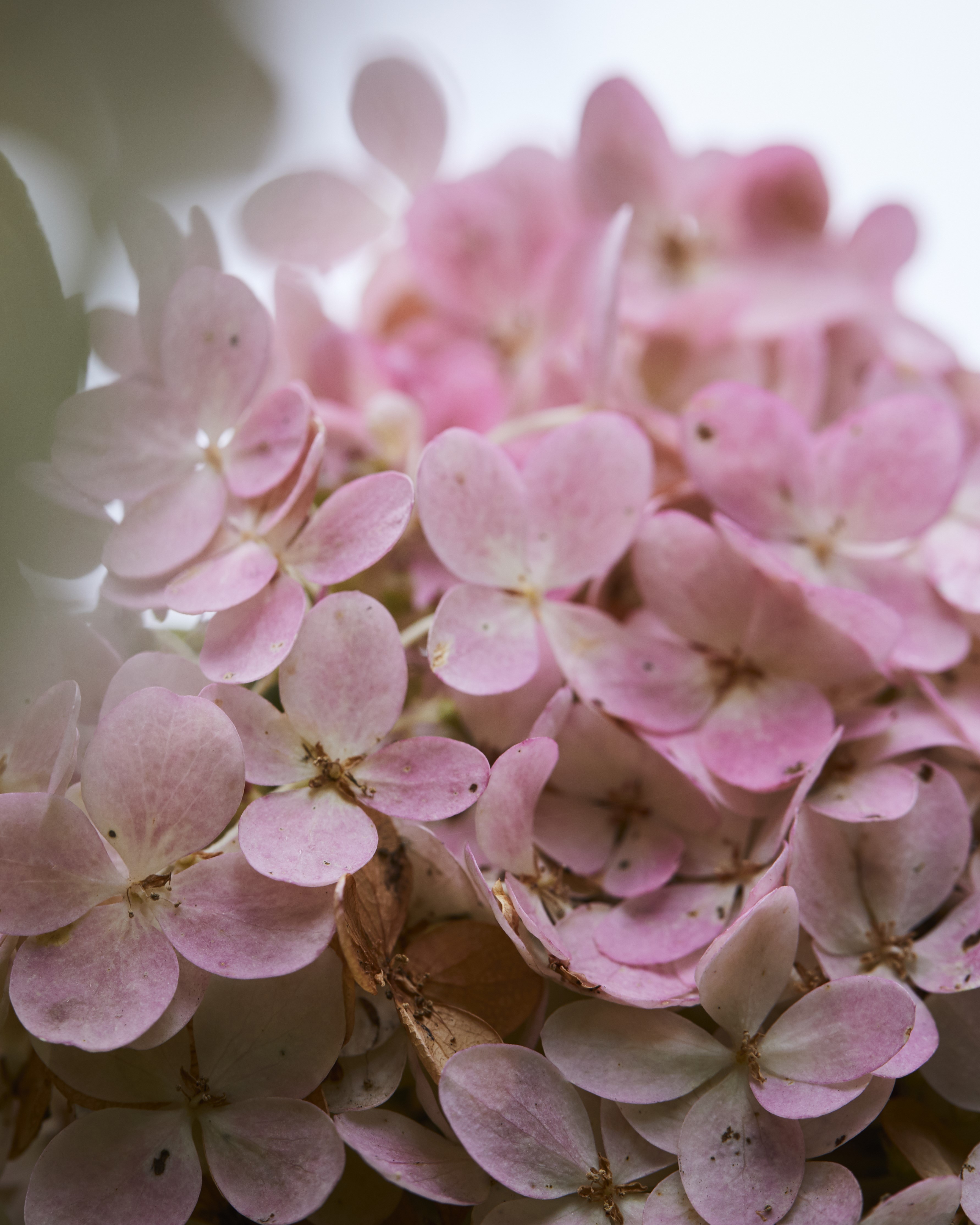 Nærbilde av syrinhortensia med rosa blomster