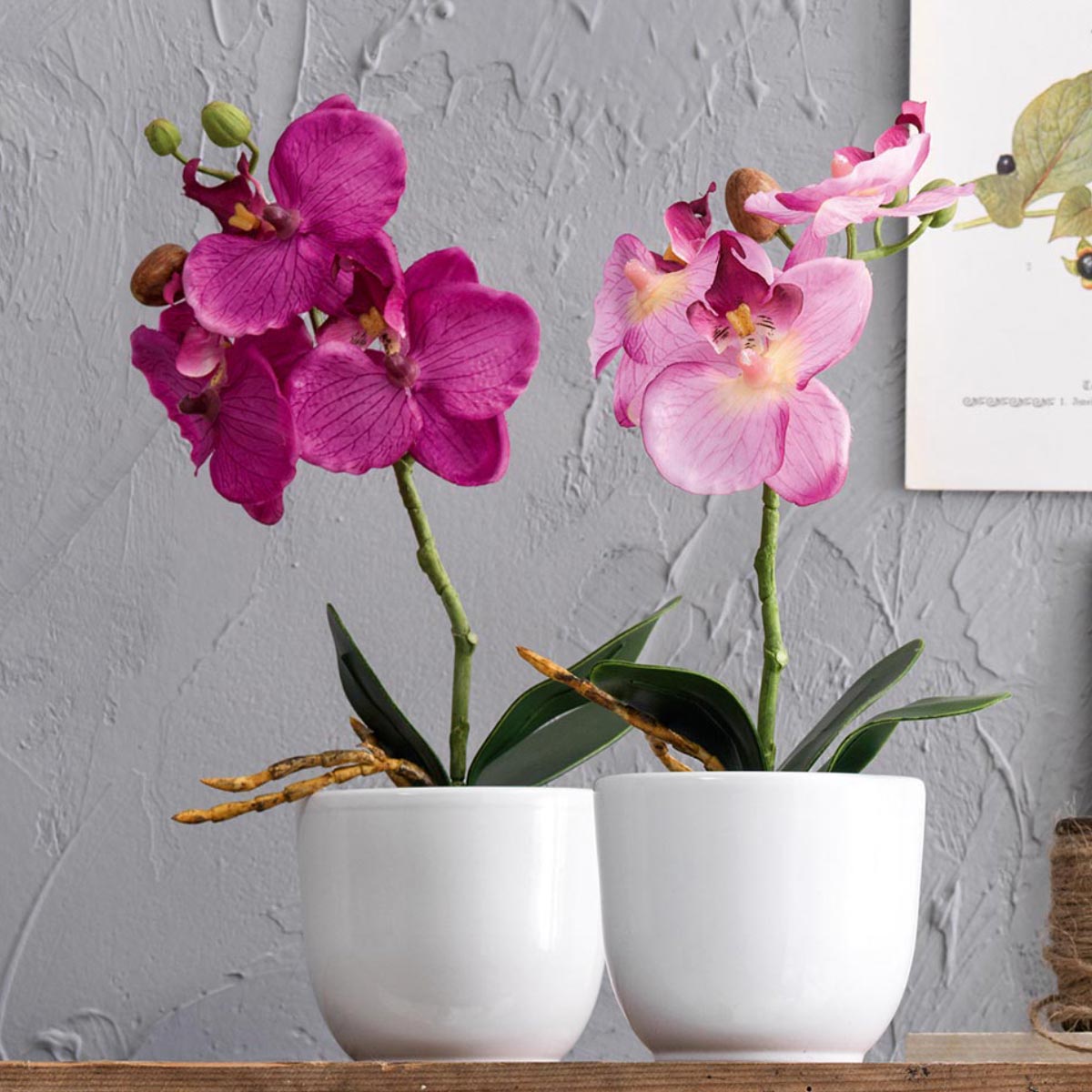 orkideer i blomsterpotter tusca i keramikk, matt hvit, med diameter 10 cm