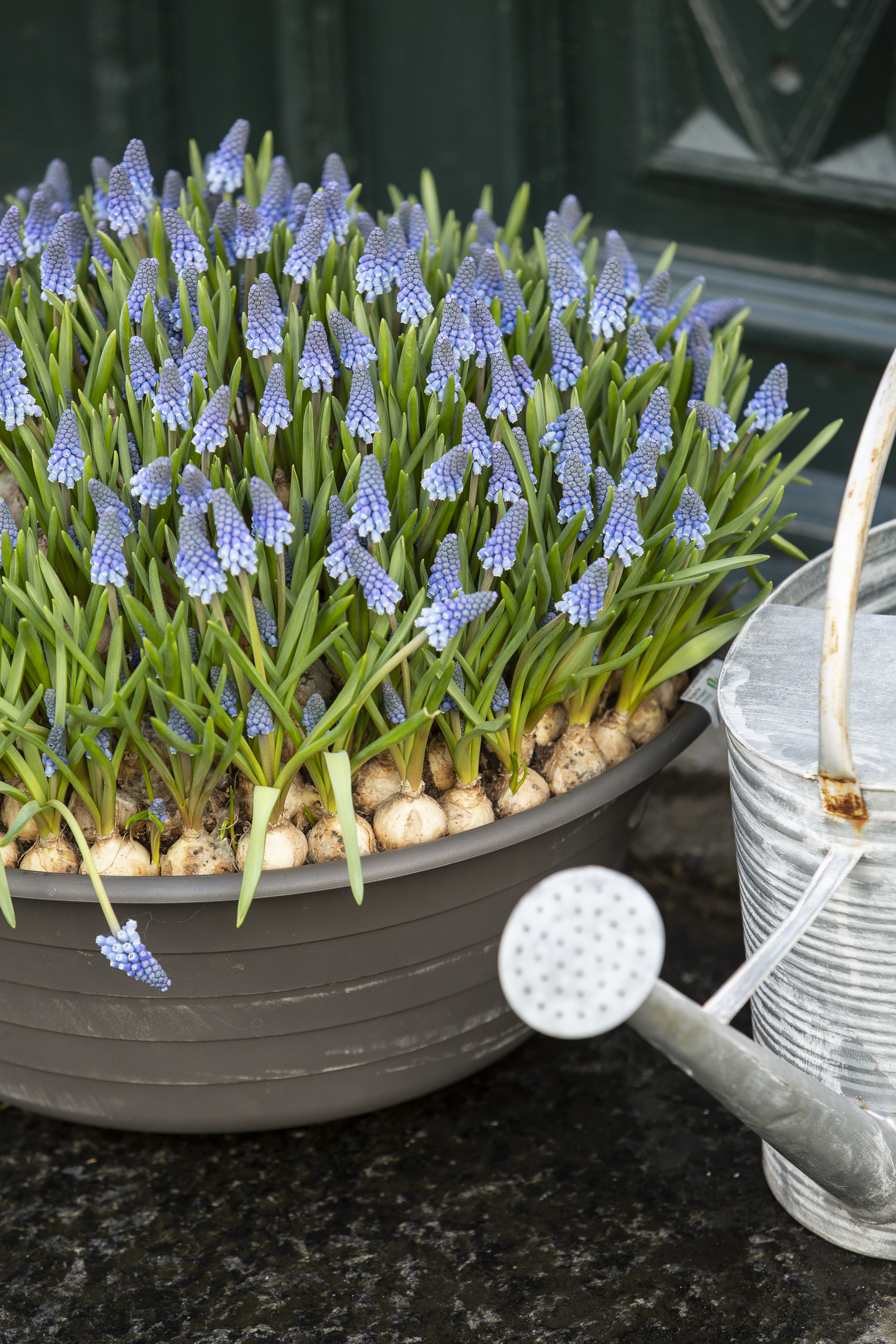 Perleblomst er en høstløk som kan plantes i potter.