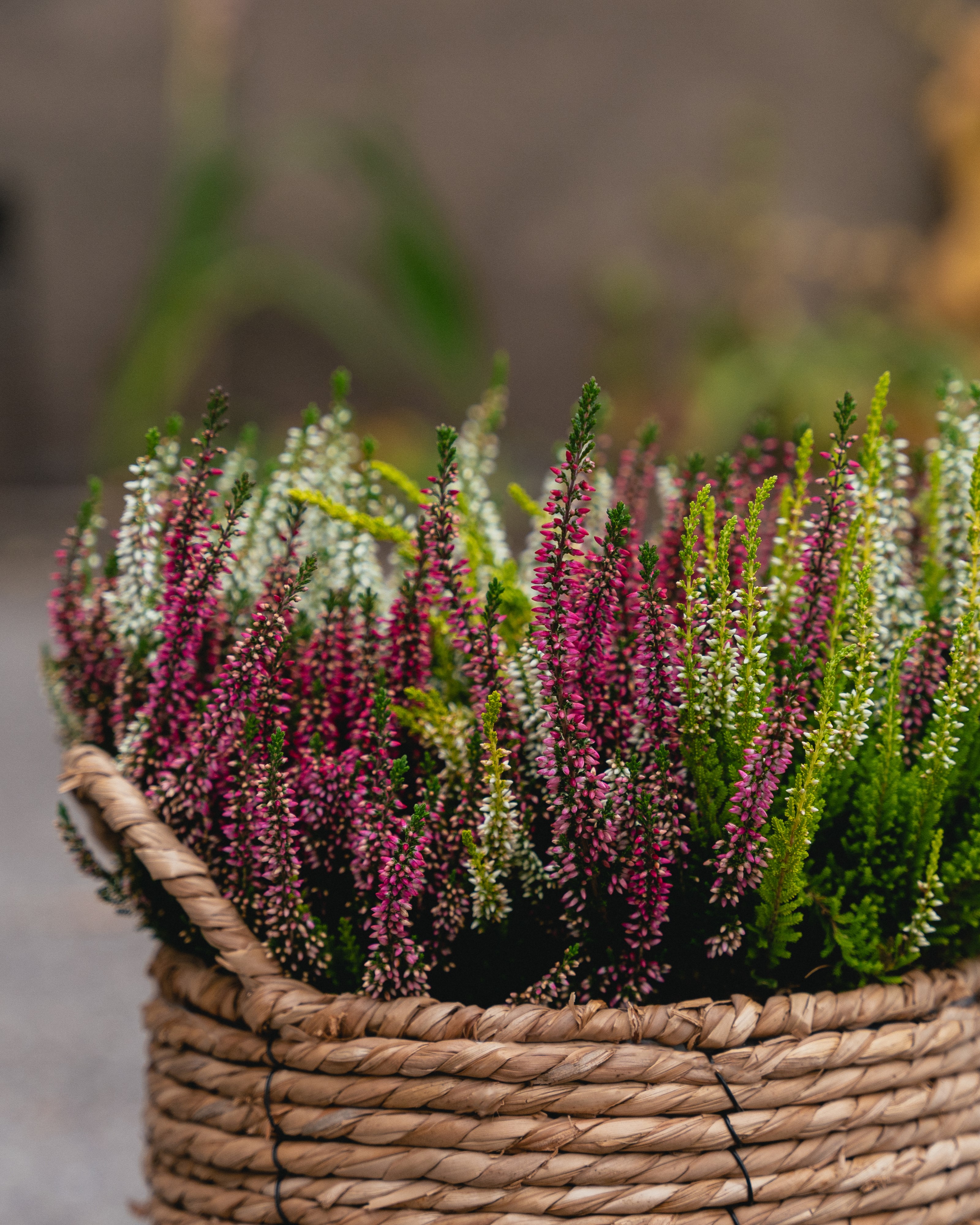 Høstlyng calluna i kurv