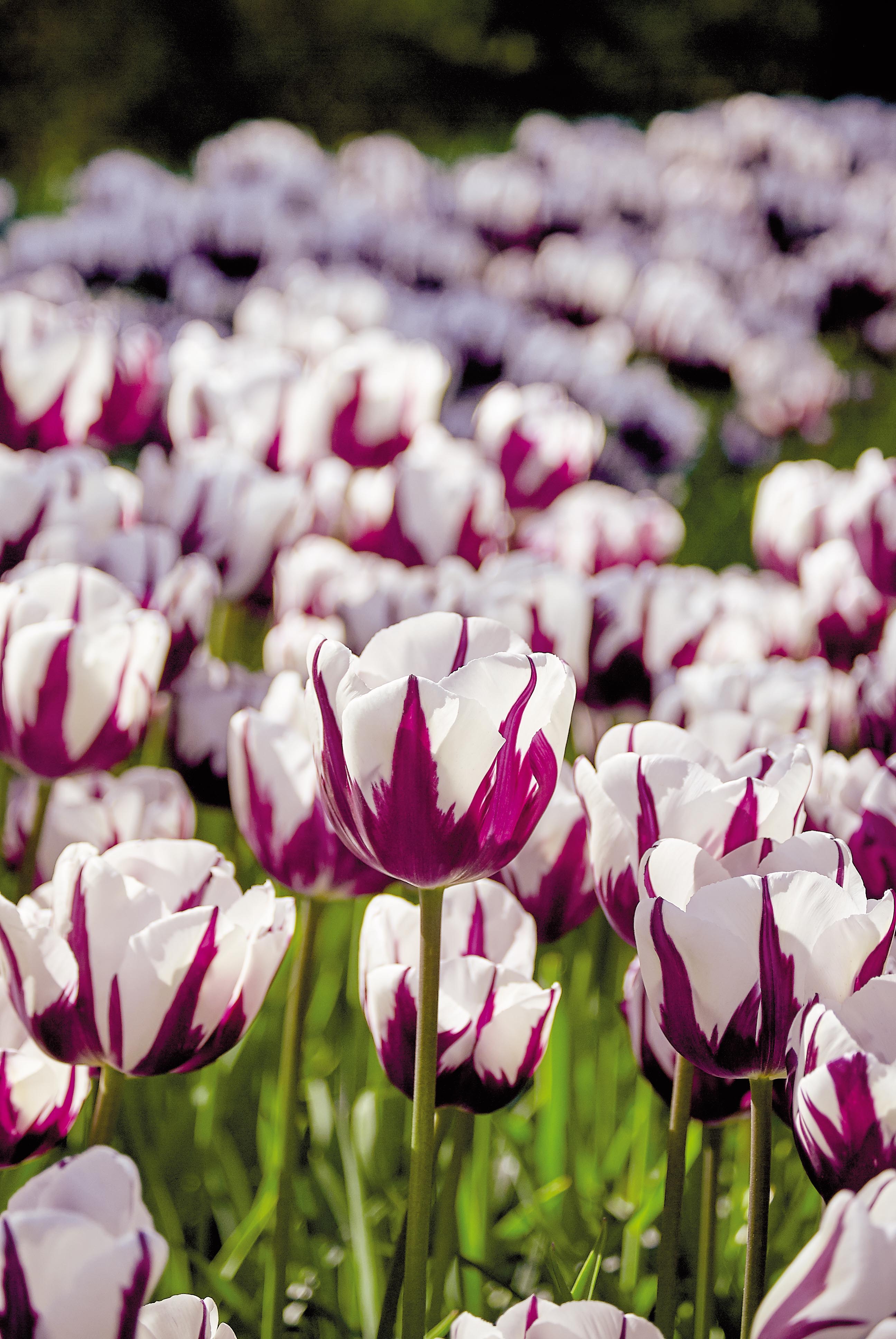 Rosa hvite tulipan Rems Favourite høstløk blomsterløk