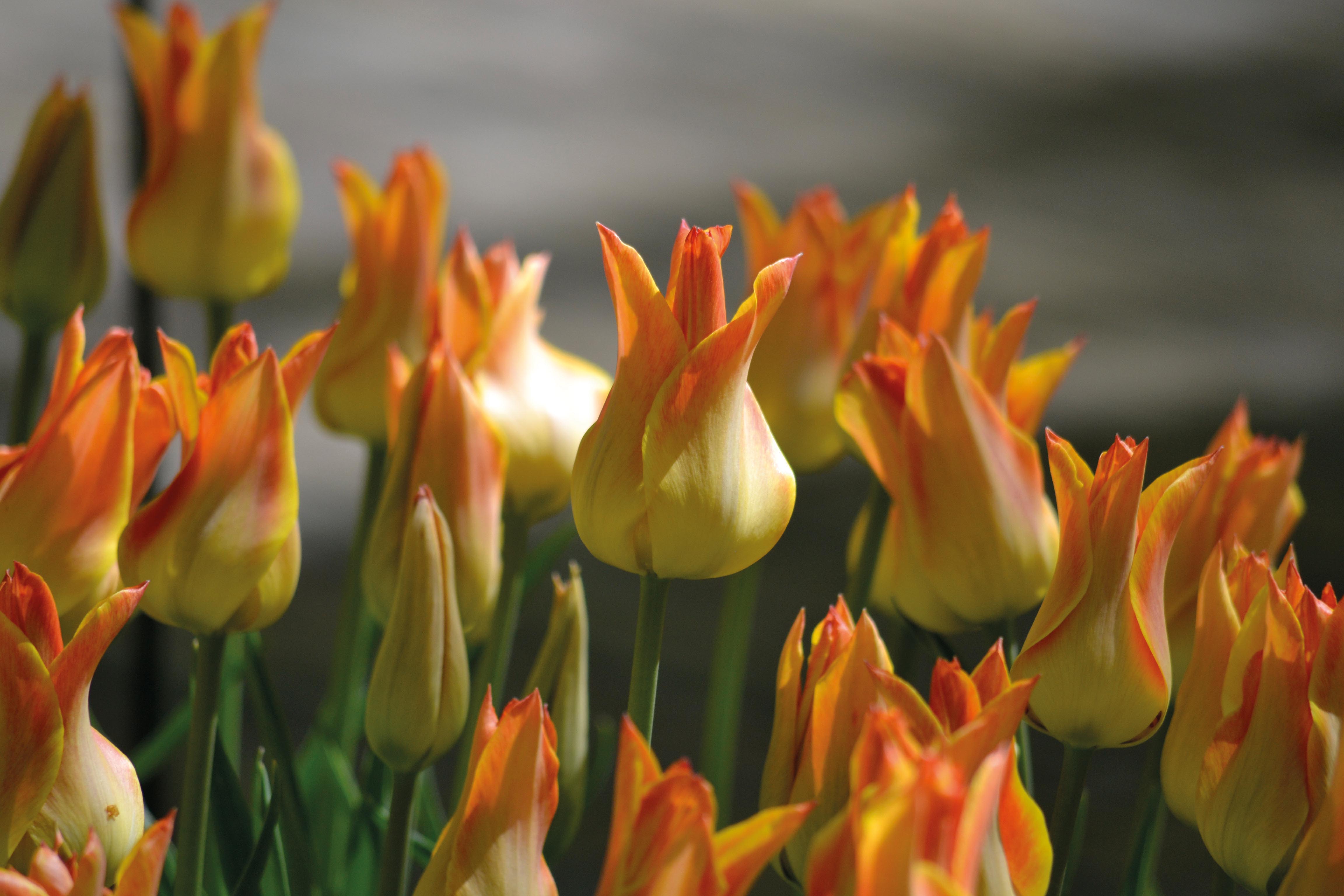 Oransje tulipan 'aime høstløk blomsterløk