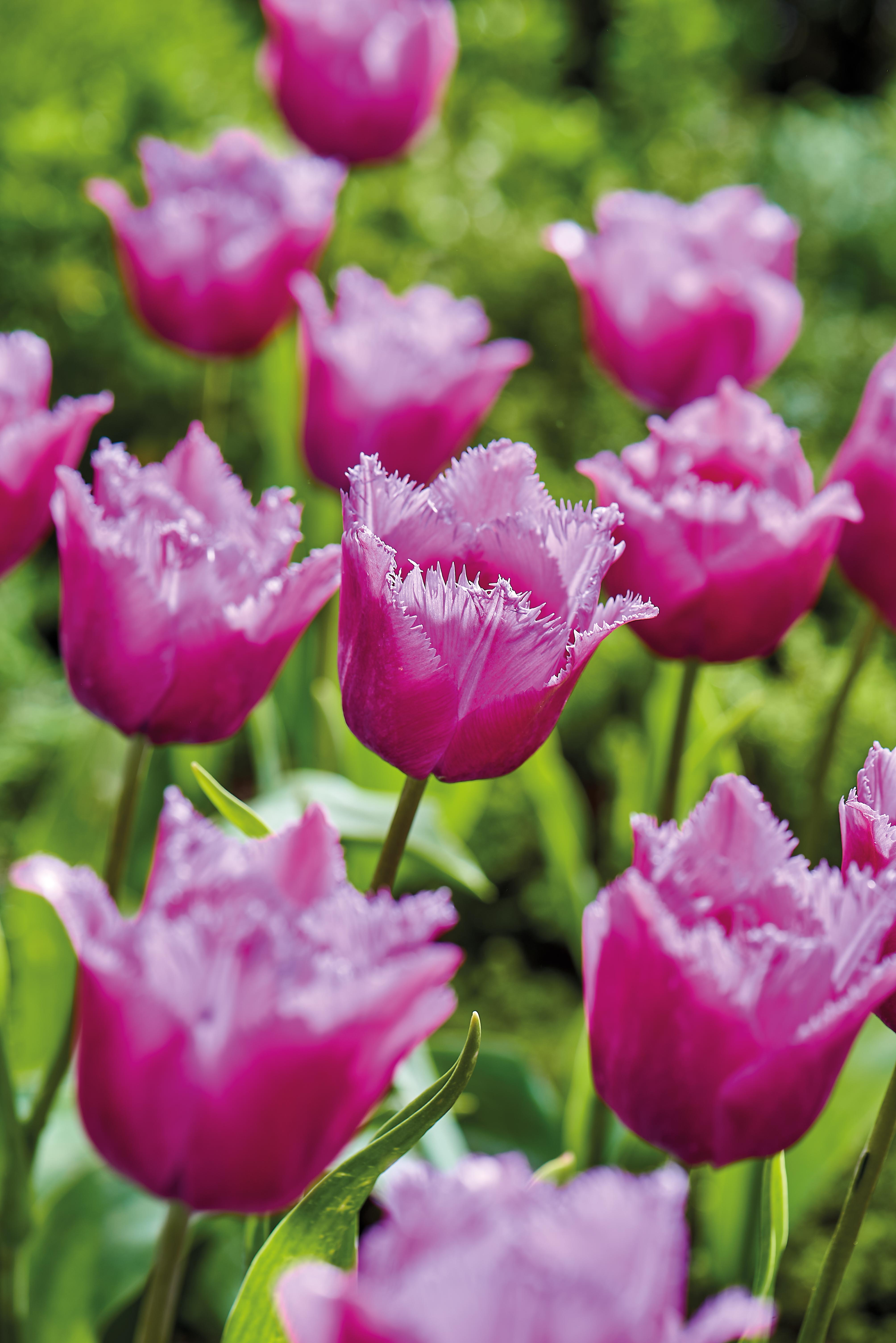 Rosa tulipan Louvre høstløk blomsterløk