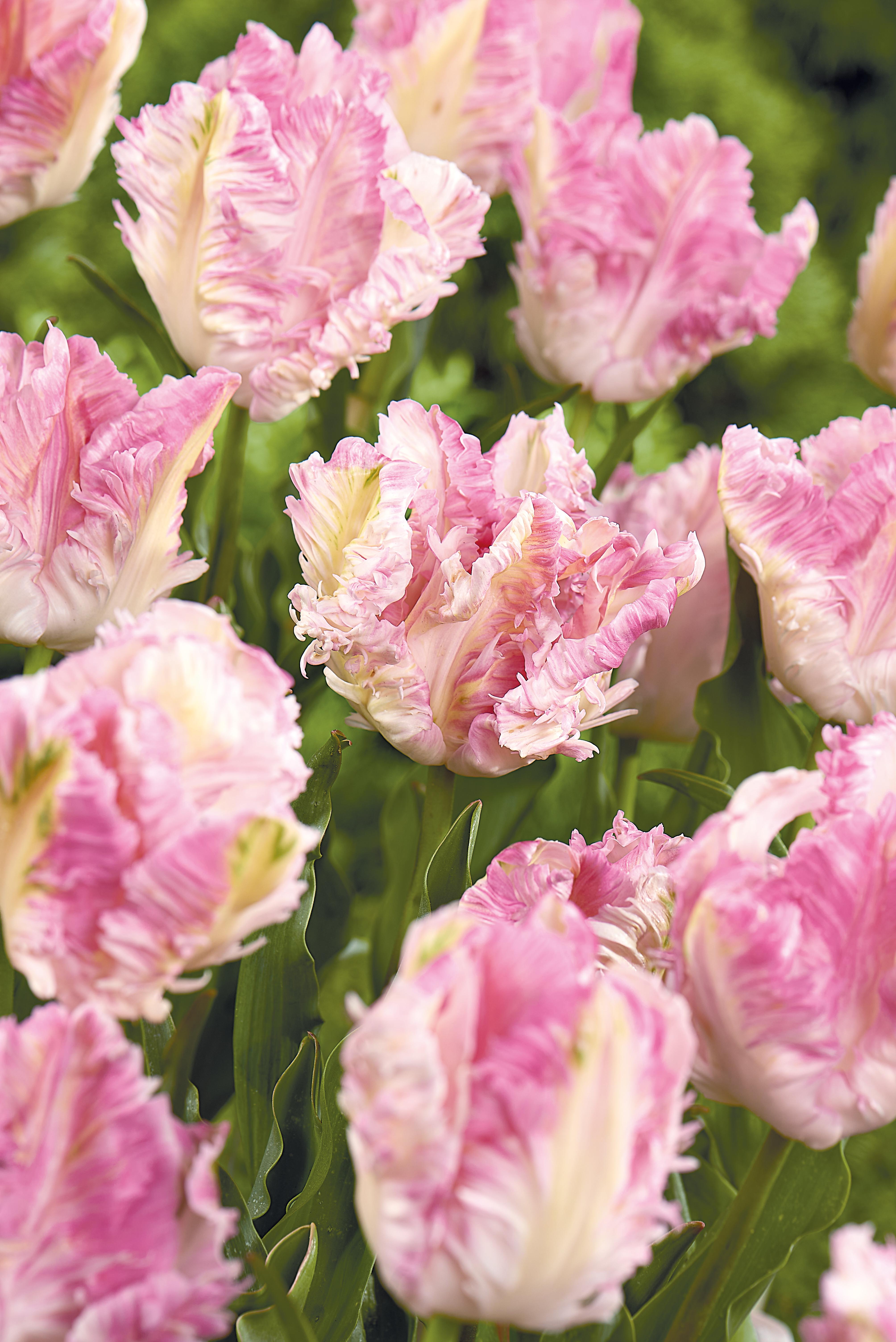 Rosa tulipan papegøyetulipan cabanna høstløk blomsterløk