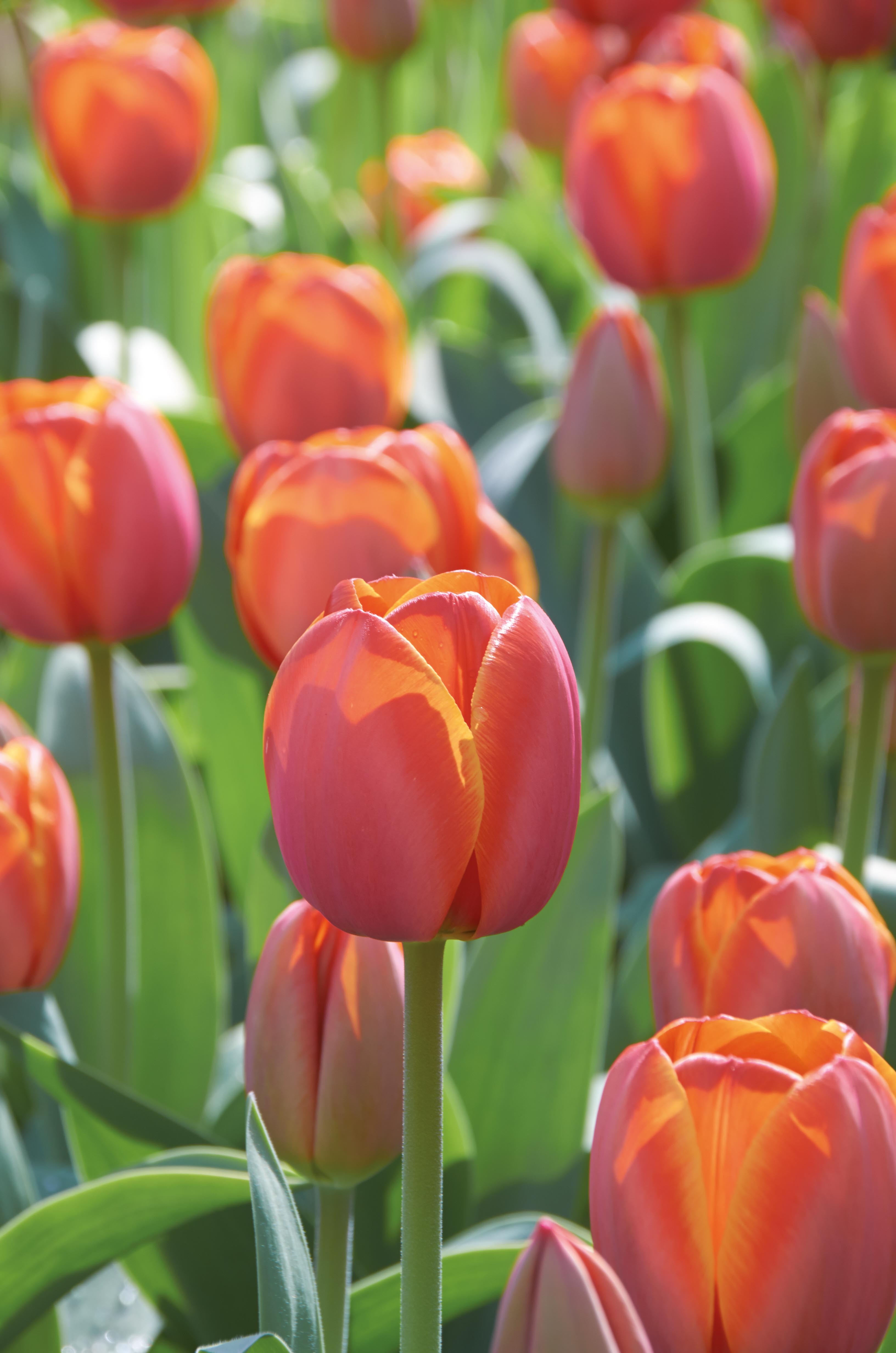 Tulipan ad rem blomsterløk høstløk