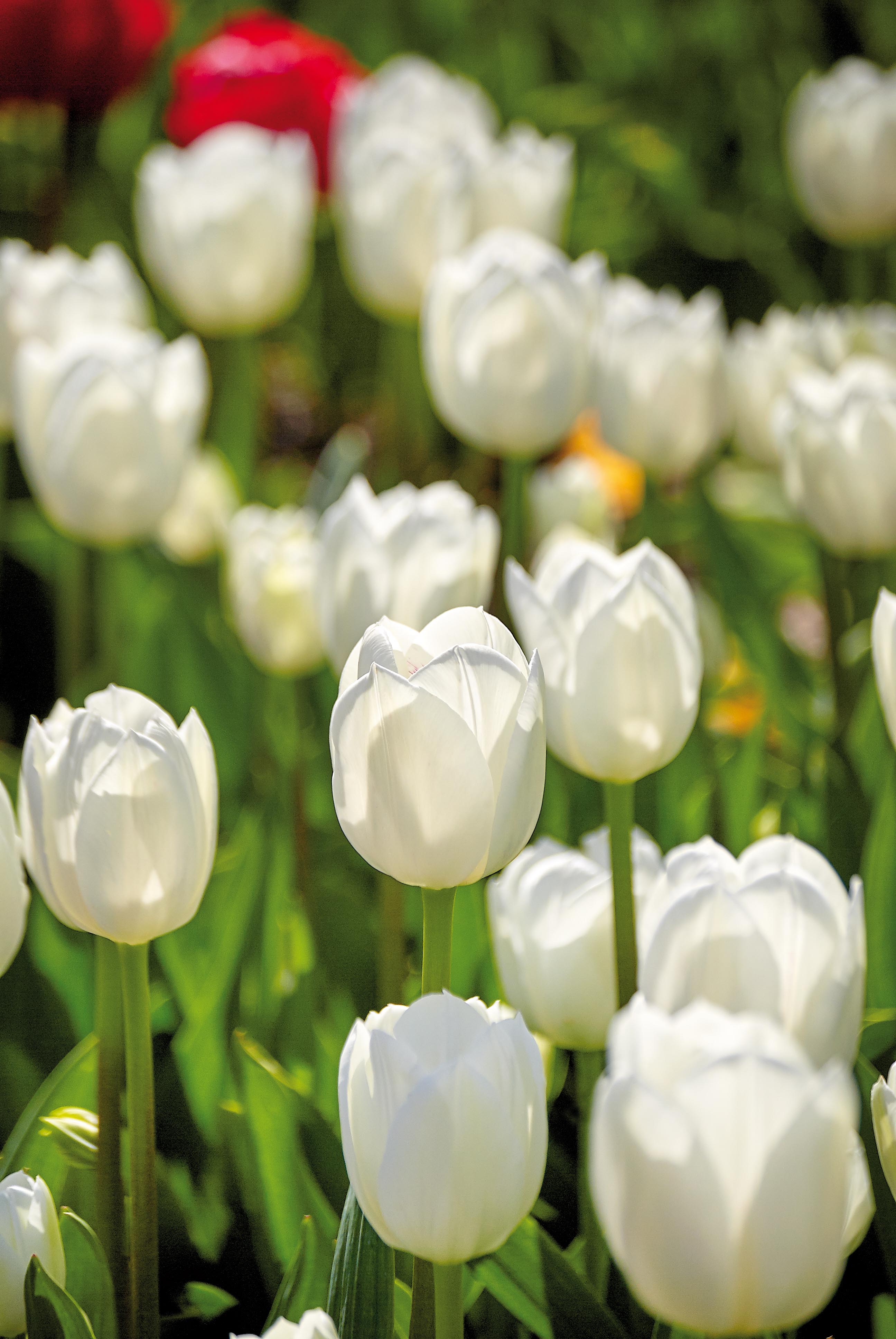 Hvit tulipan royal virgin høstløk blomsterløk