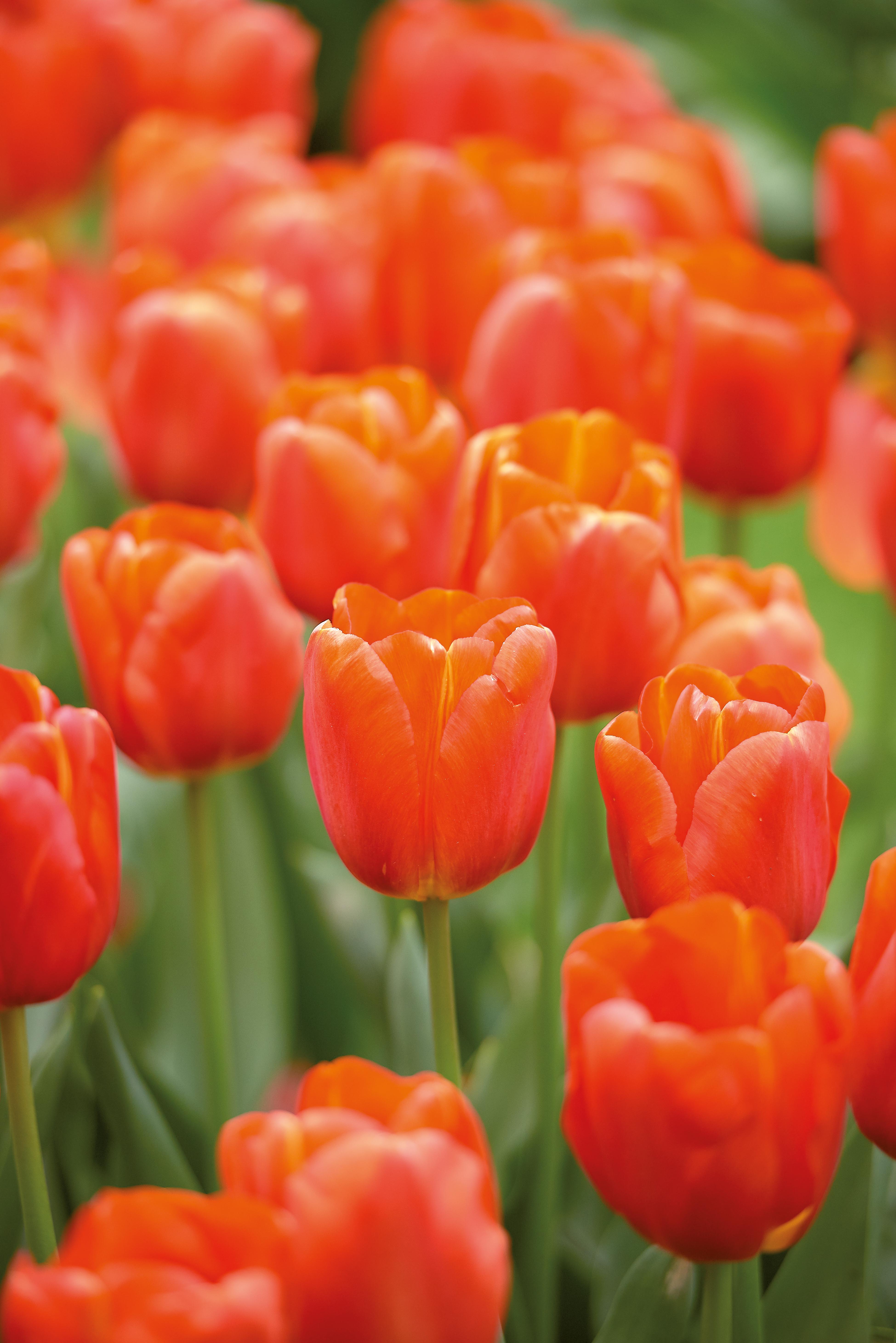 Oransje tulipan høstløk blomsterløk