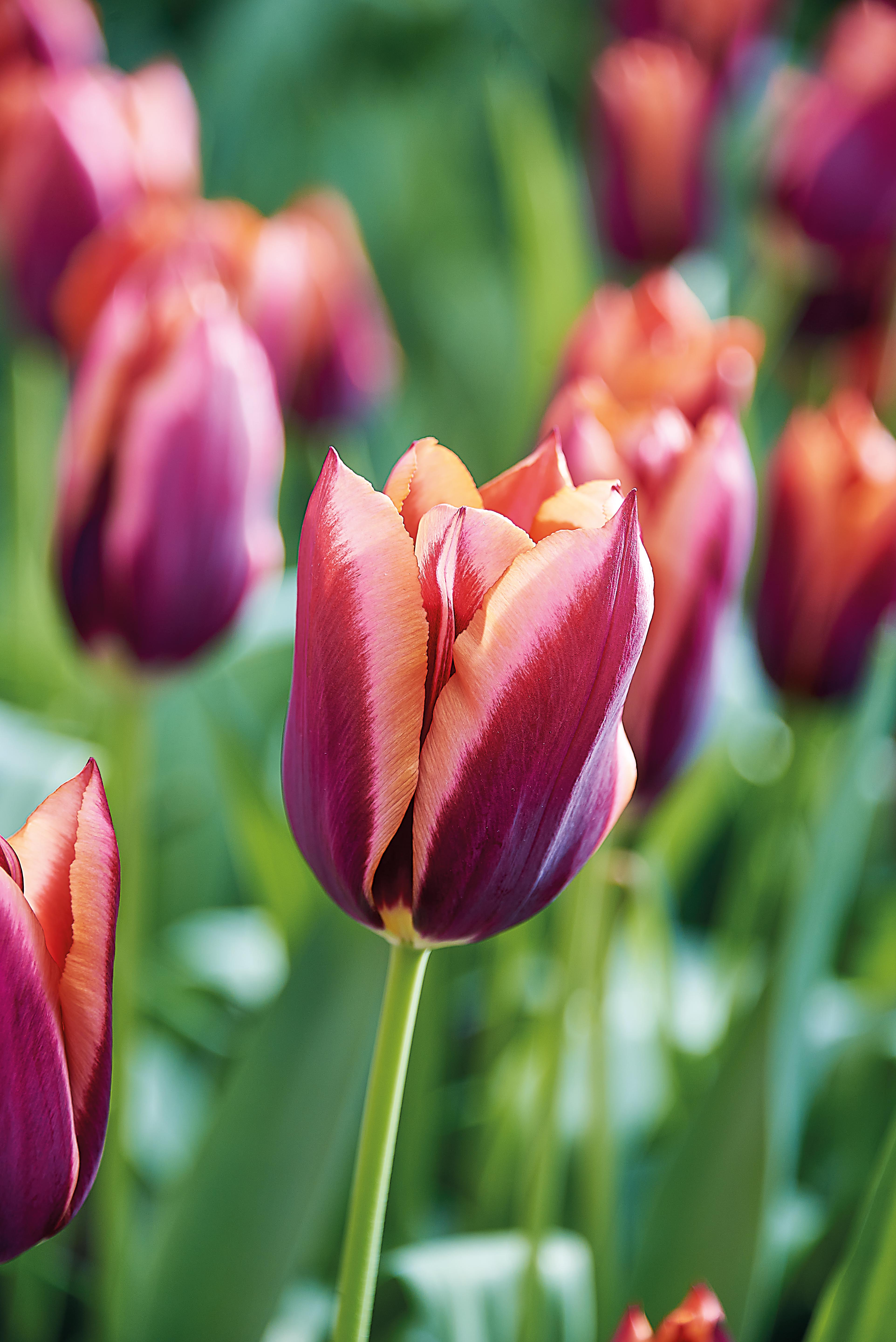 Høstløk tulipan slawa blomsterløk