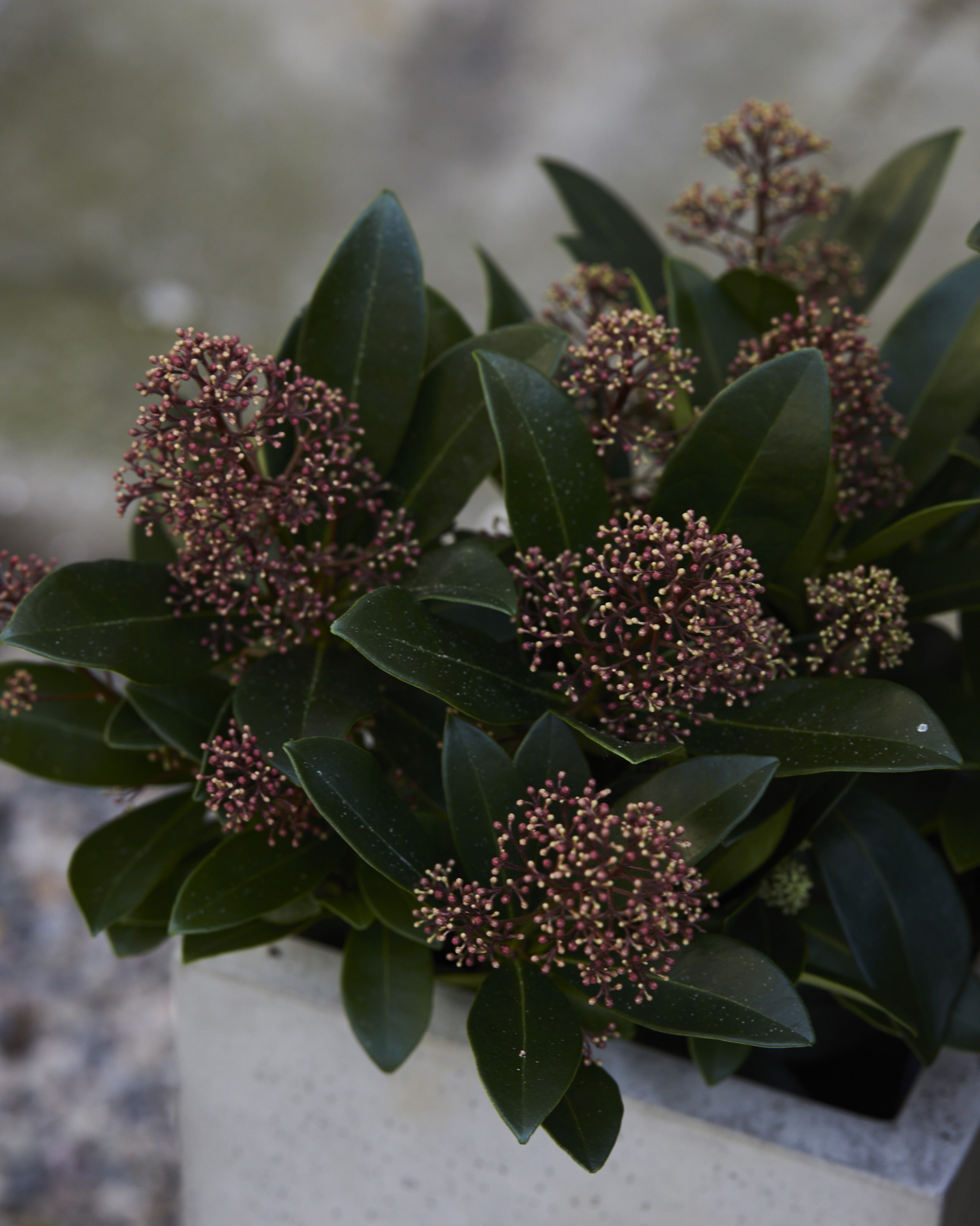 Skimmia med røde blomster i keramikkrukke