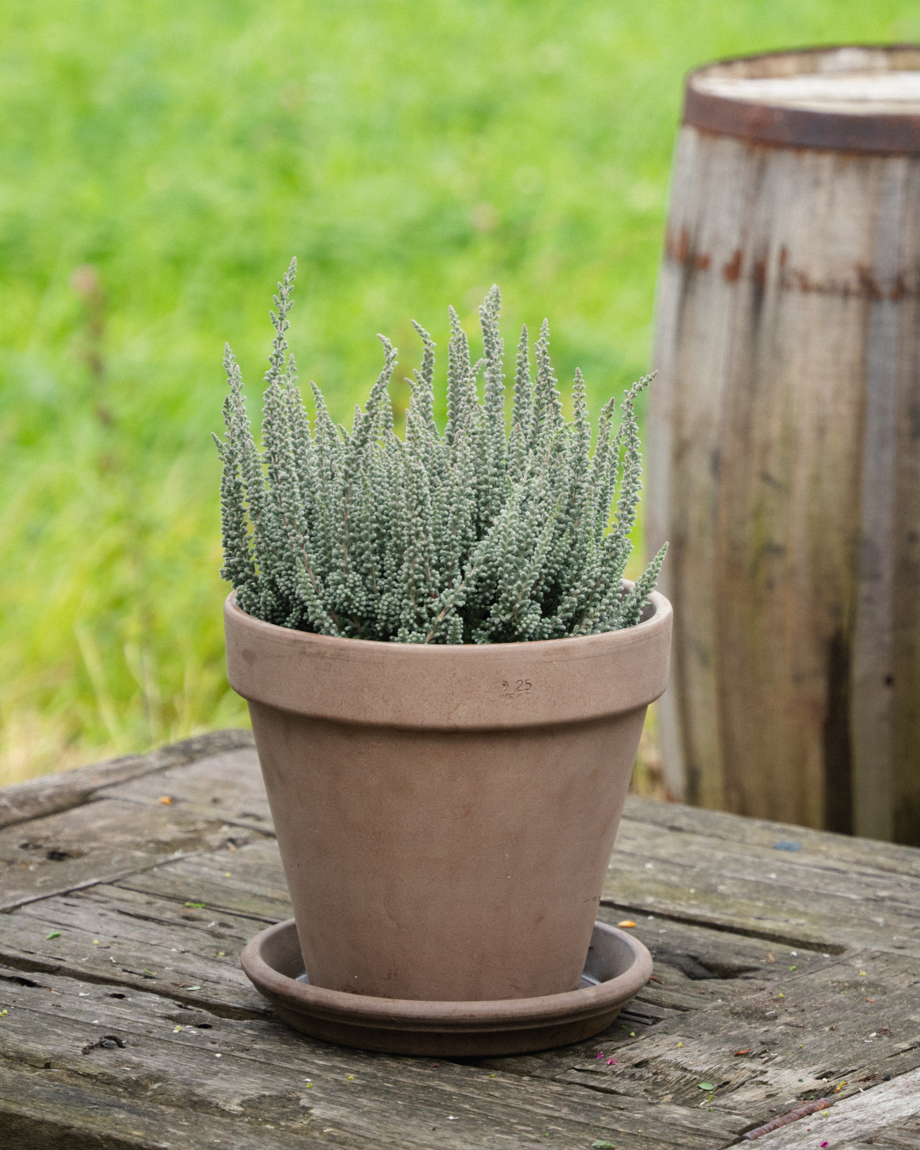 Calluna røsslyng fluffy grey i terrakottapotte