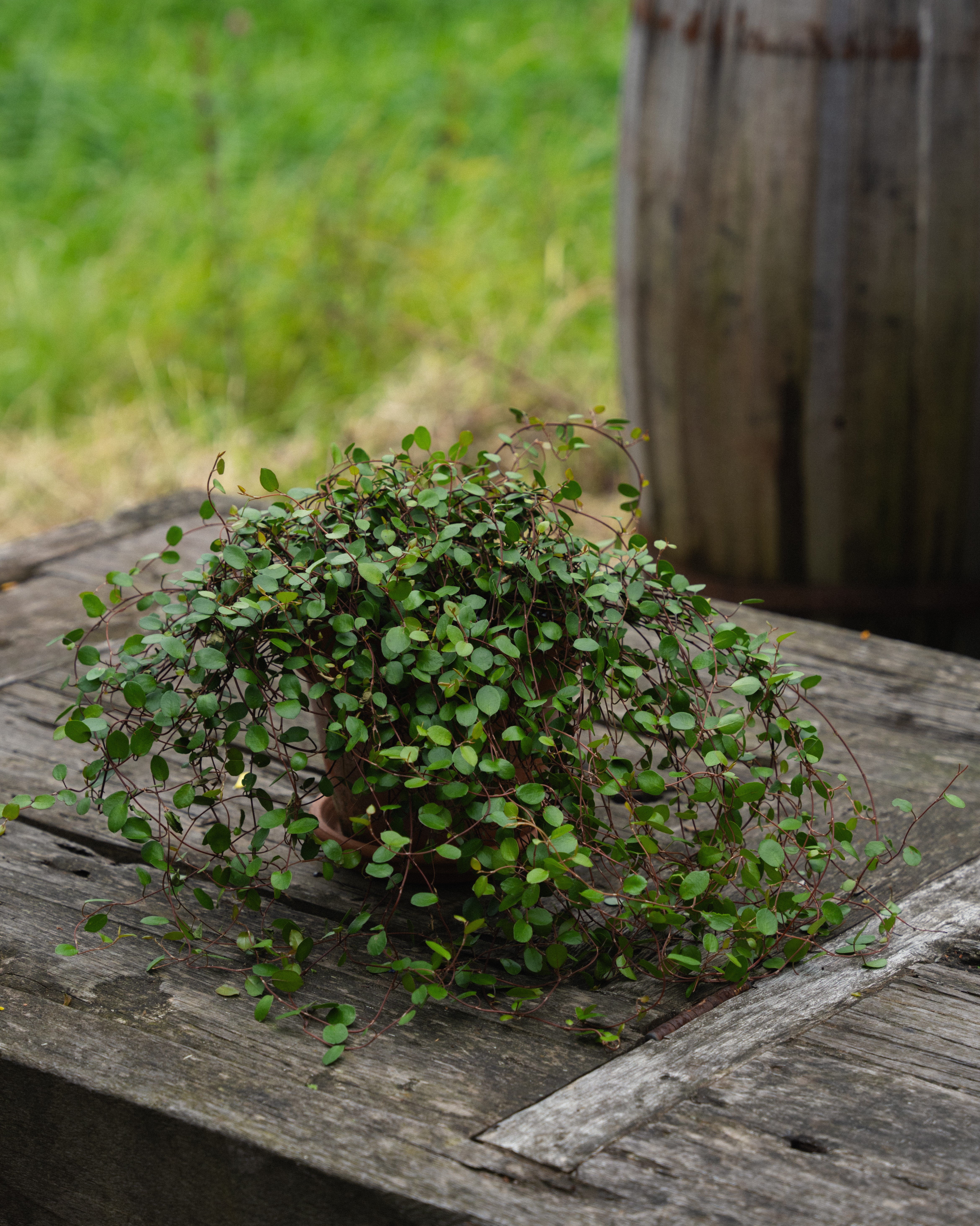 Høstblomster pletter i luften i terrakottapotte