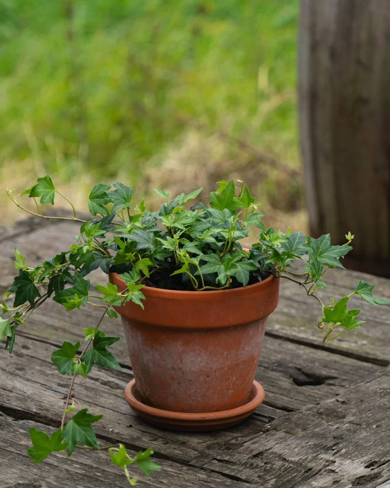 Efoy Plante