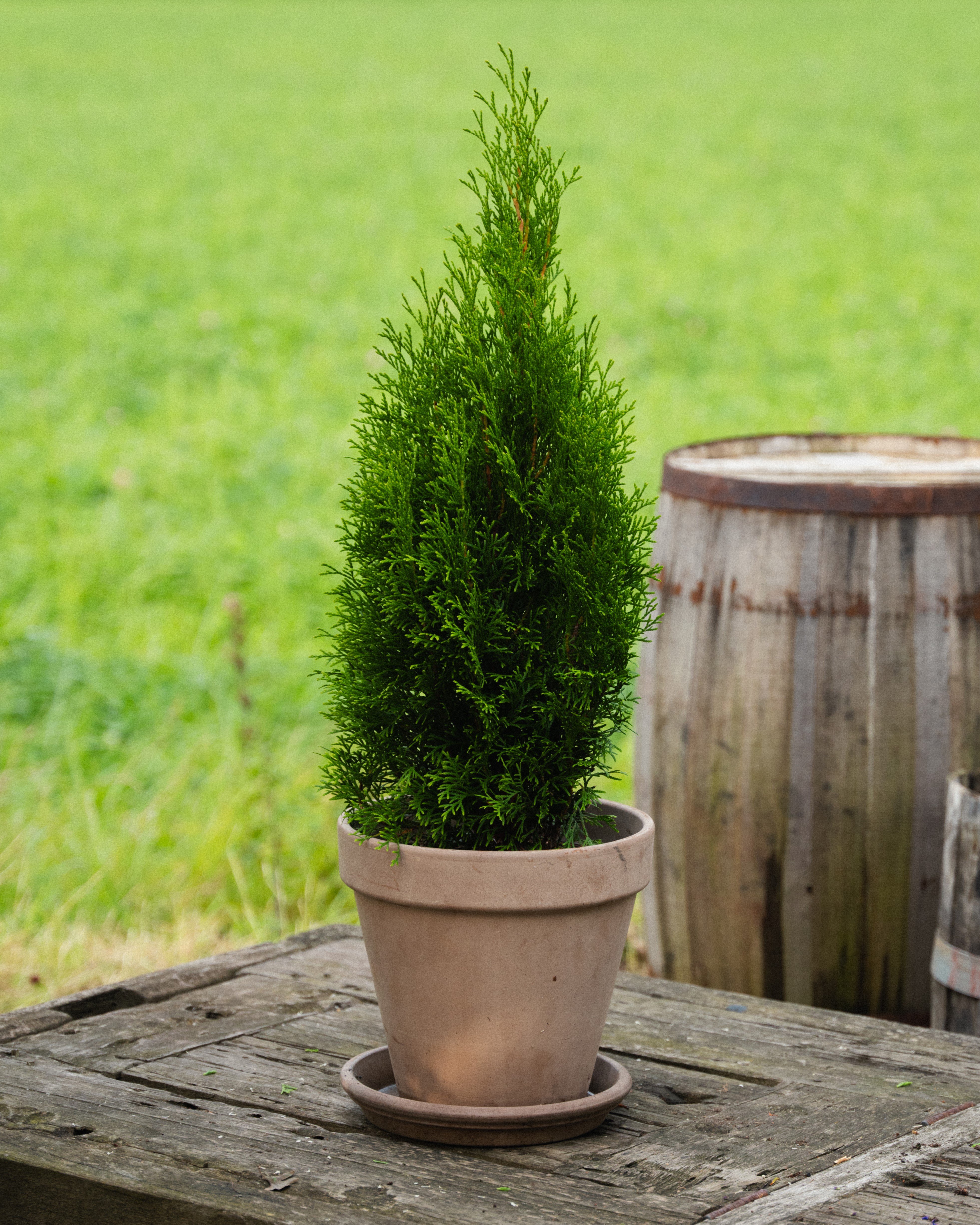 Thuja i terrakottapotte