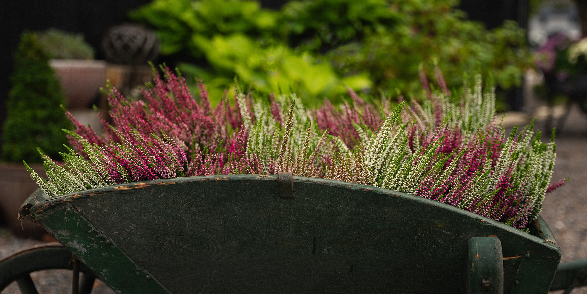 Høstplanter høstblomster lyng