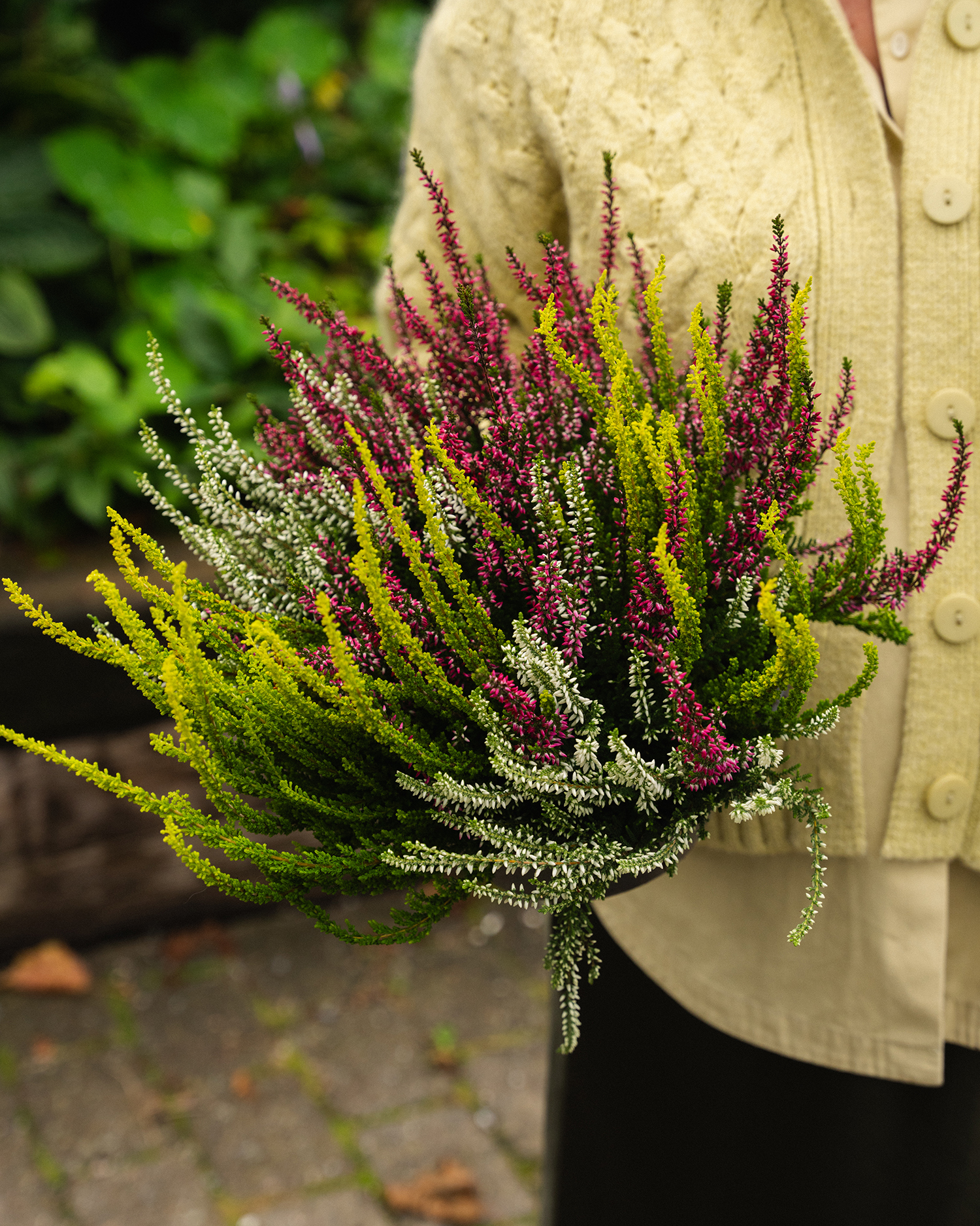 Høstplanter høstblomster lyng