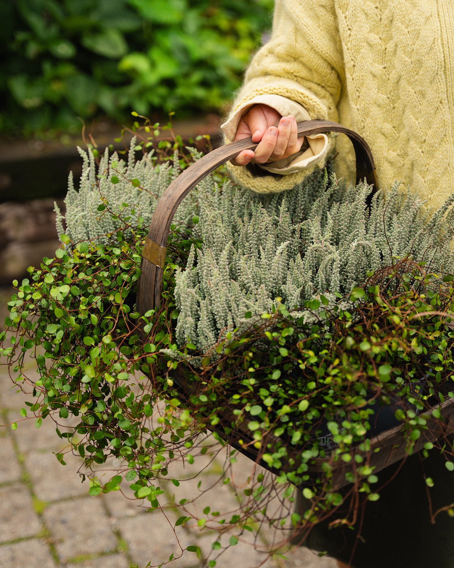 Høstplanter høstblomster