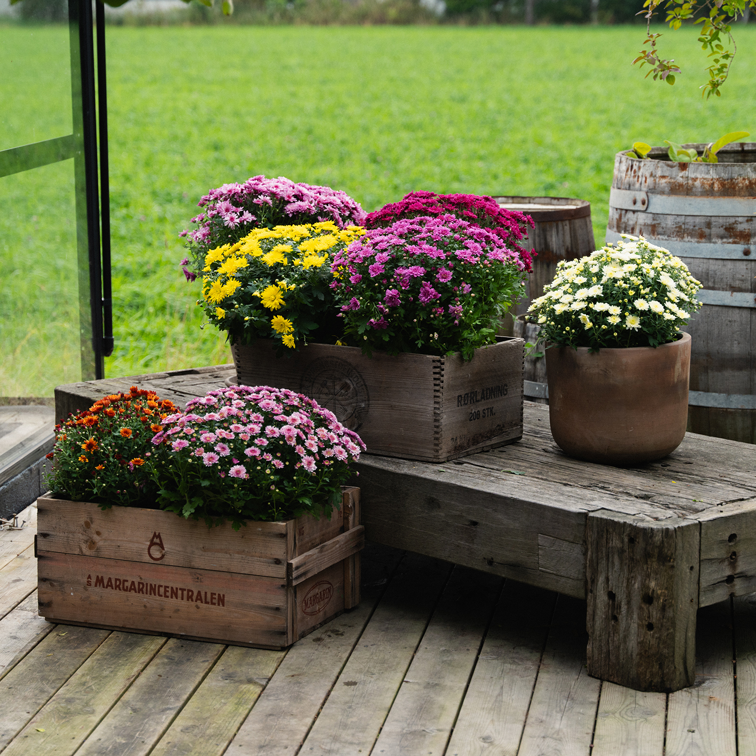 Høstplanter høstblomster frilandskrysanthemum