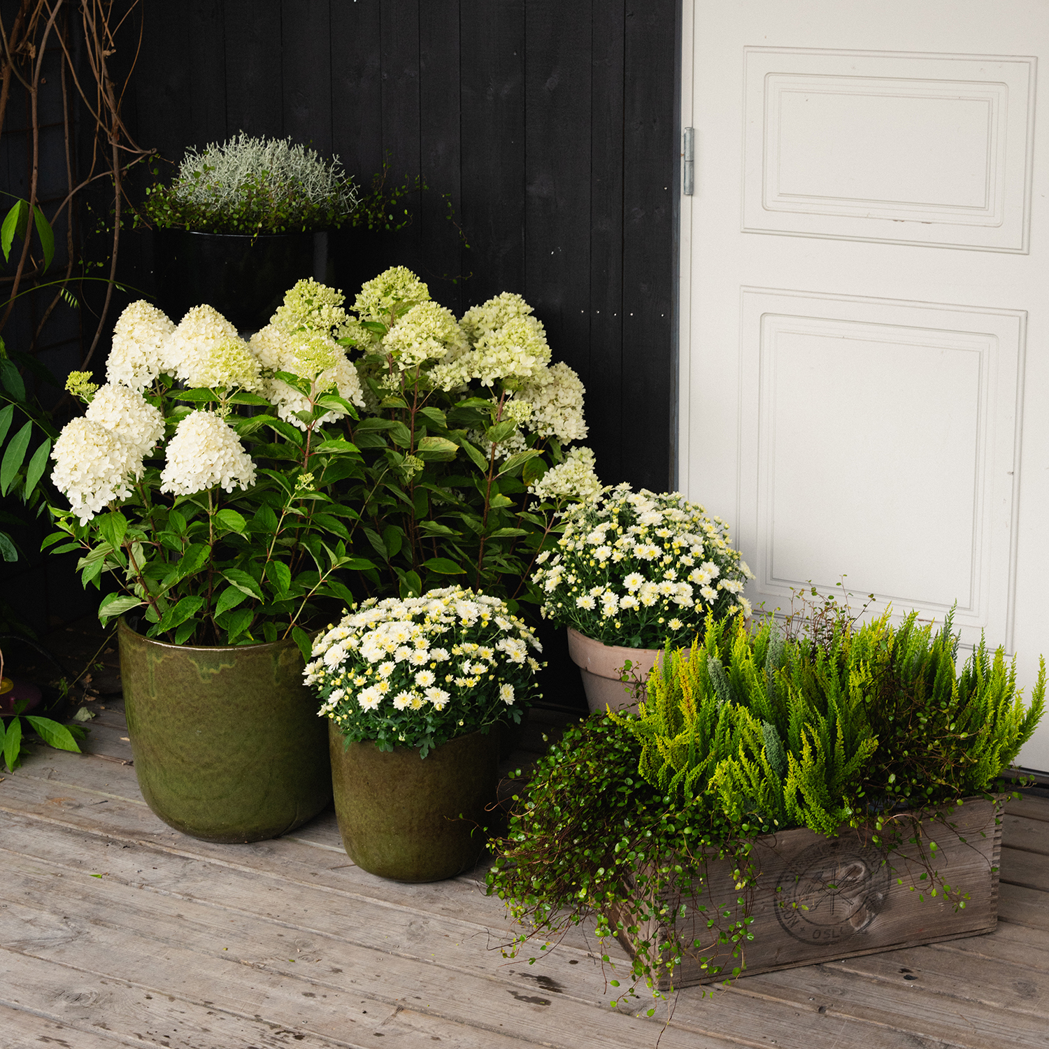 Høstplanter høstblomster