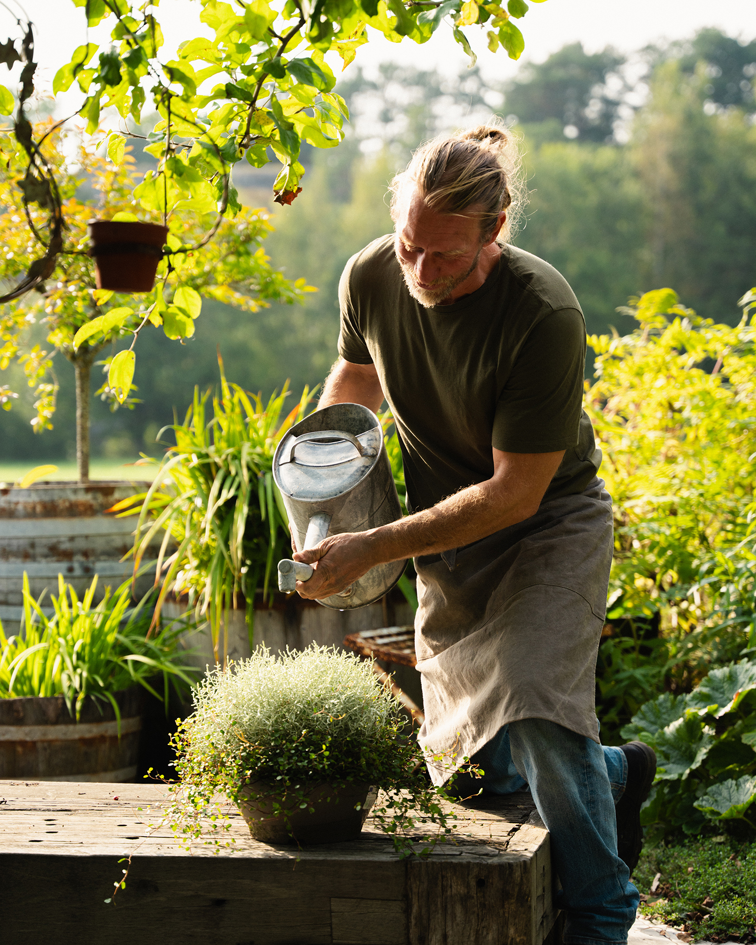 Høstplanter høstblomster sølvtråd