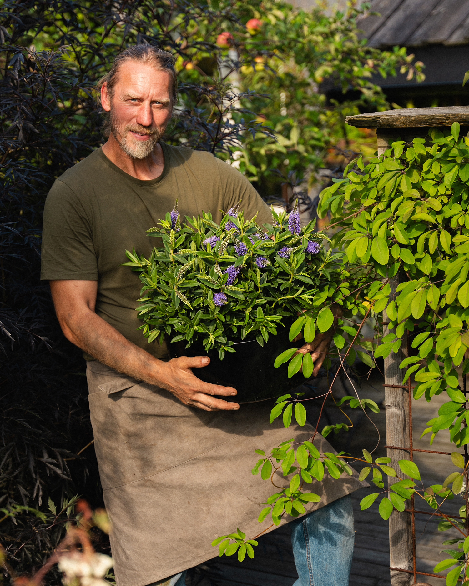 Høstplanter høstblomster