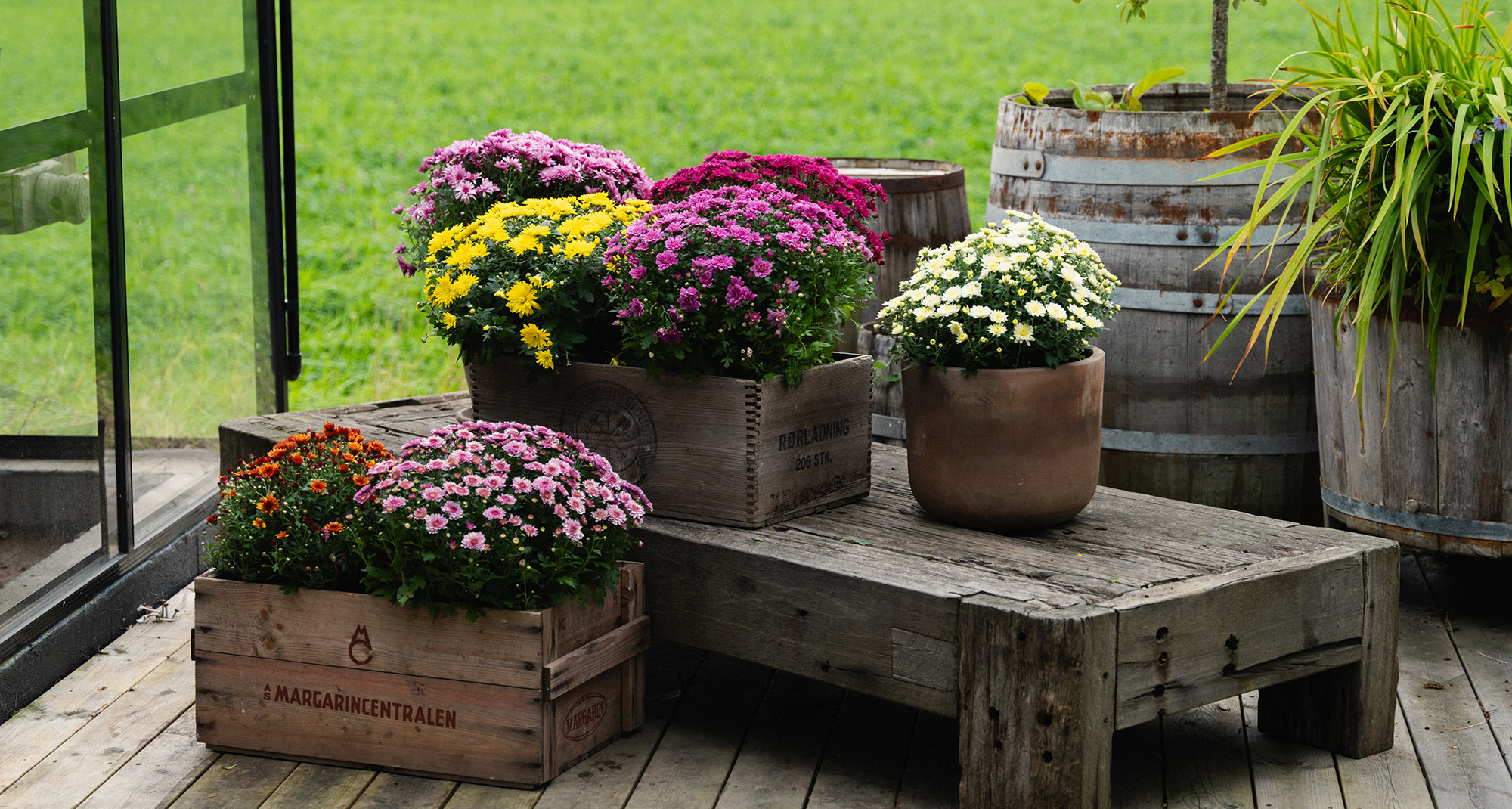 Høstplanter høstblomster