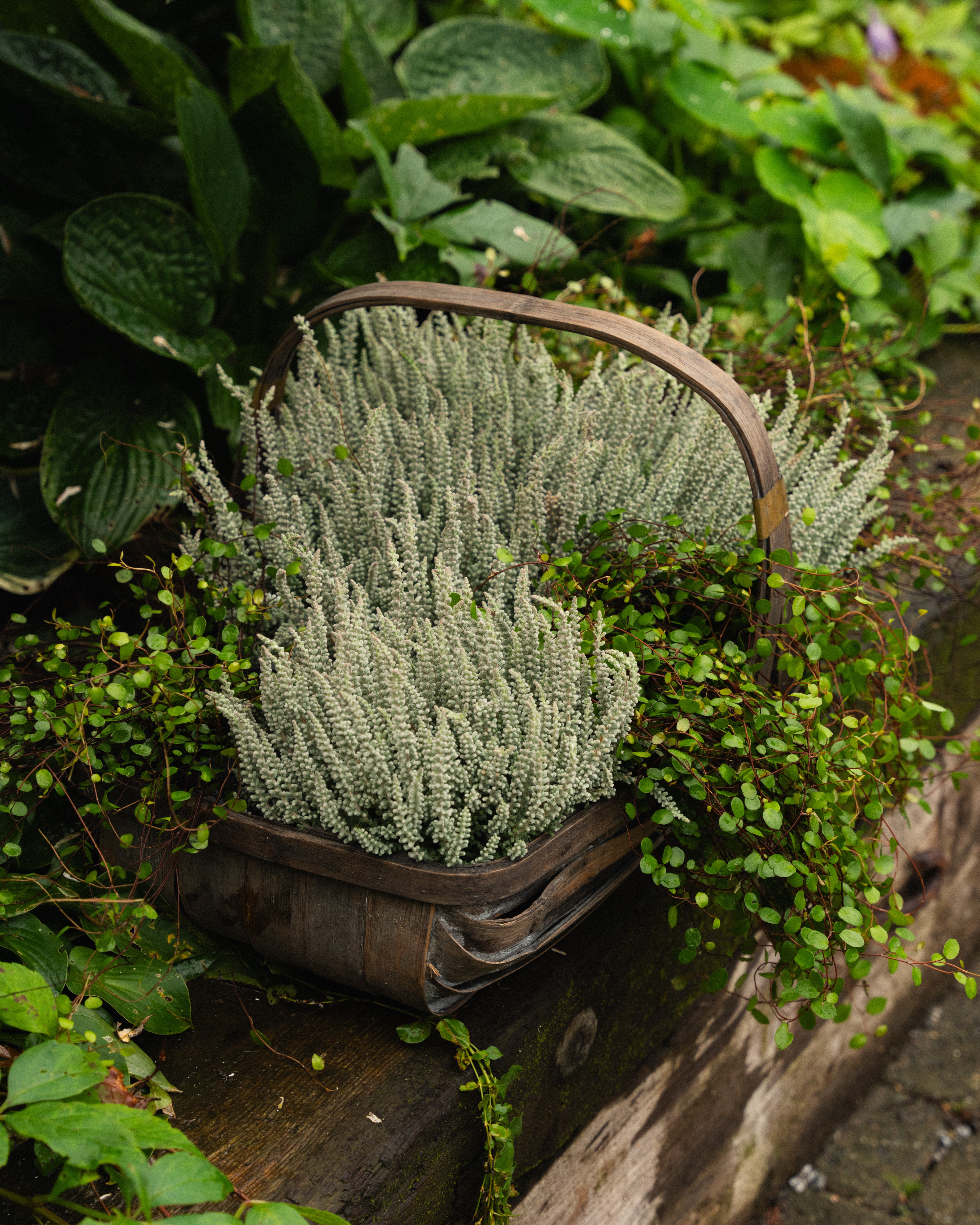 Calluna fluffy grey pletter i luften høstblomster i kurv