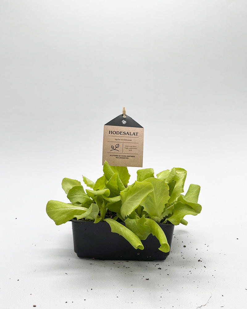 Grønnsaksplanter sukkererter i potte