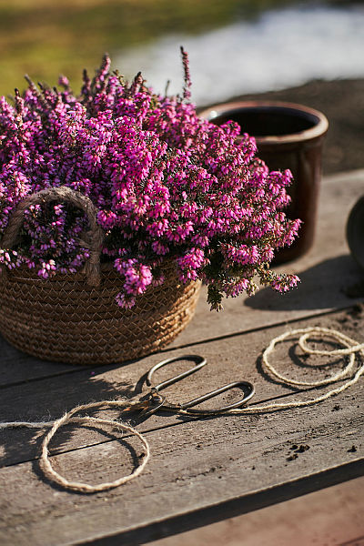 Vårlyng fra Hageland