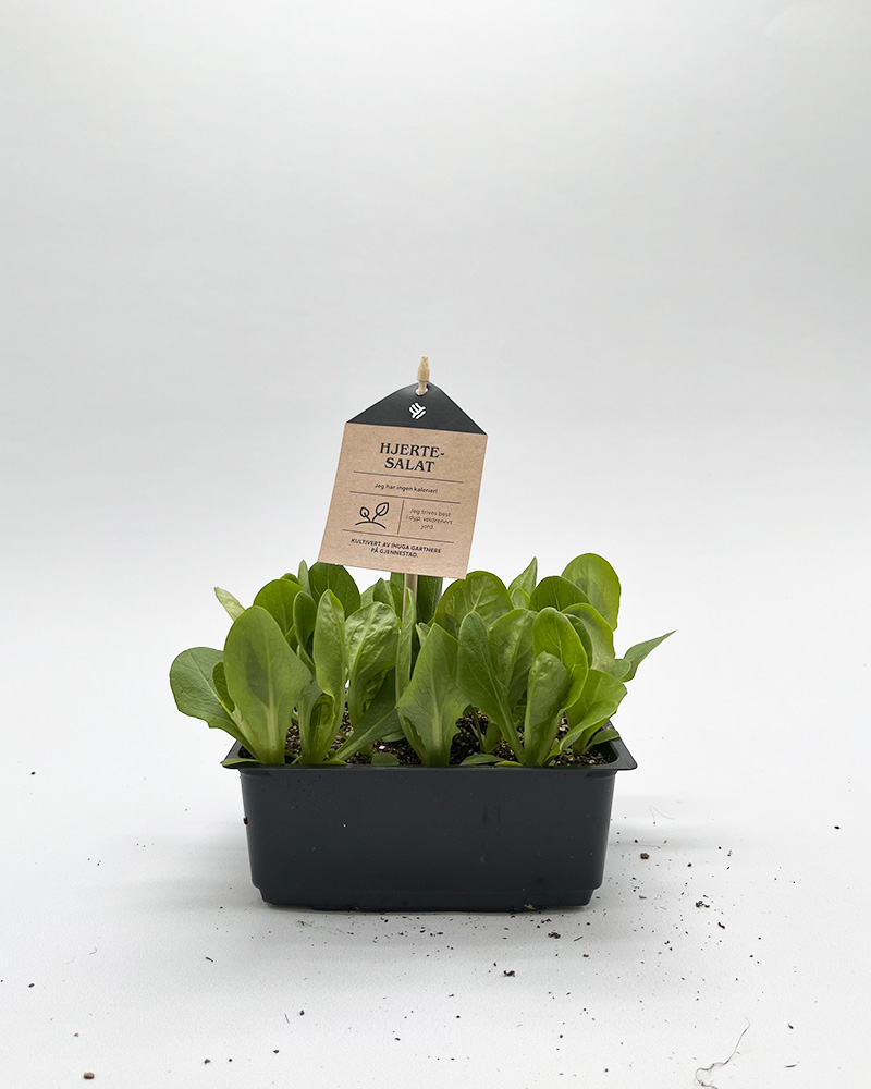 Grønnsaksplanter hjertesalat 
