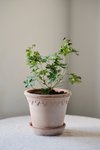 Bergs Potter rosa 12 cm