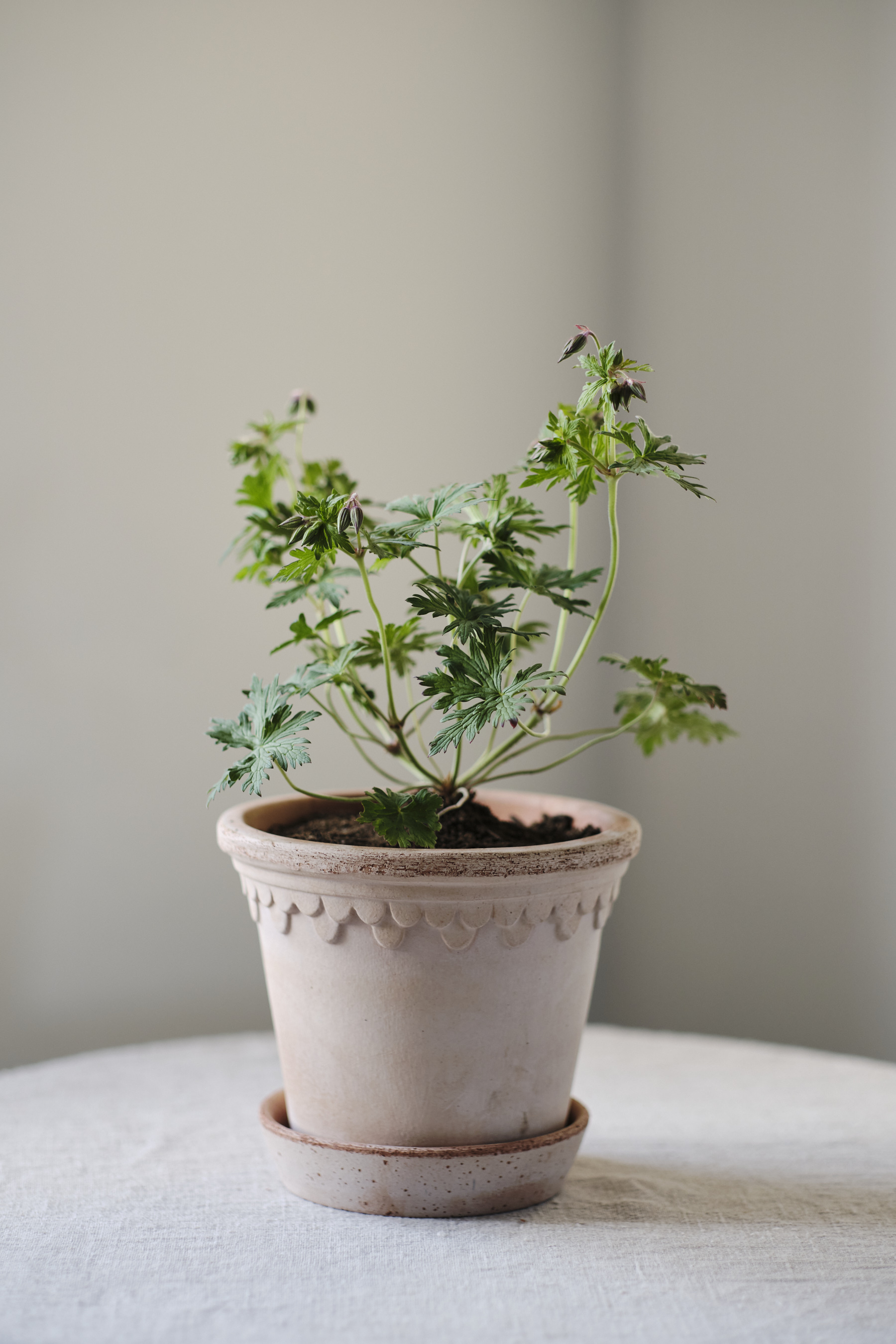 Bergs Potter rosa 12 cm