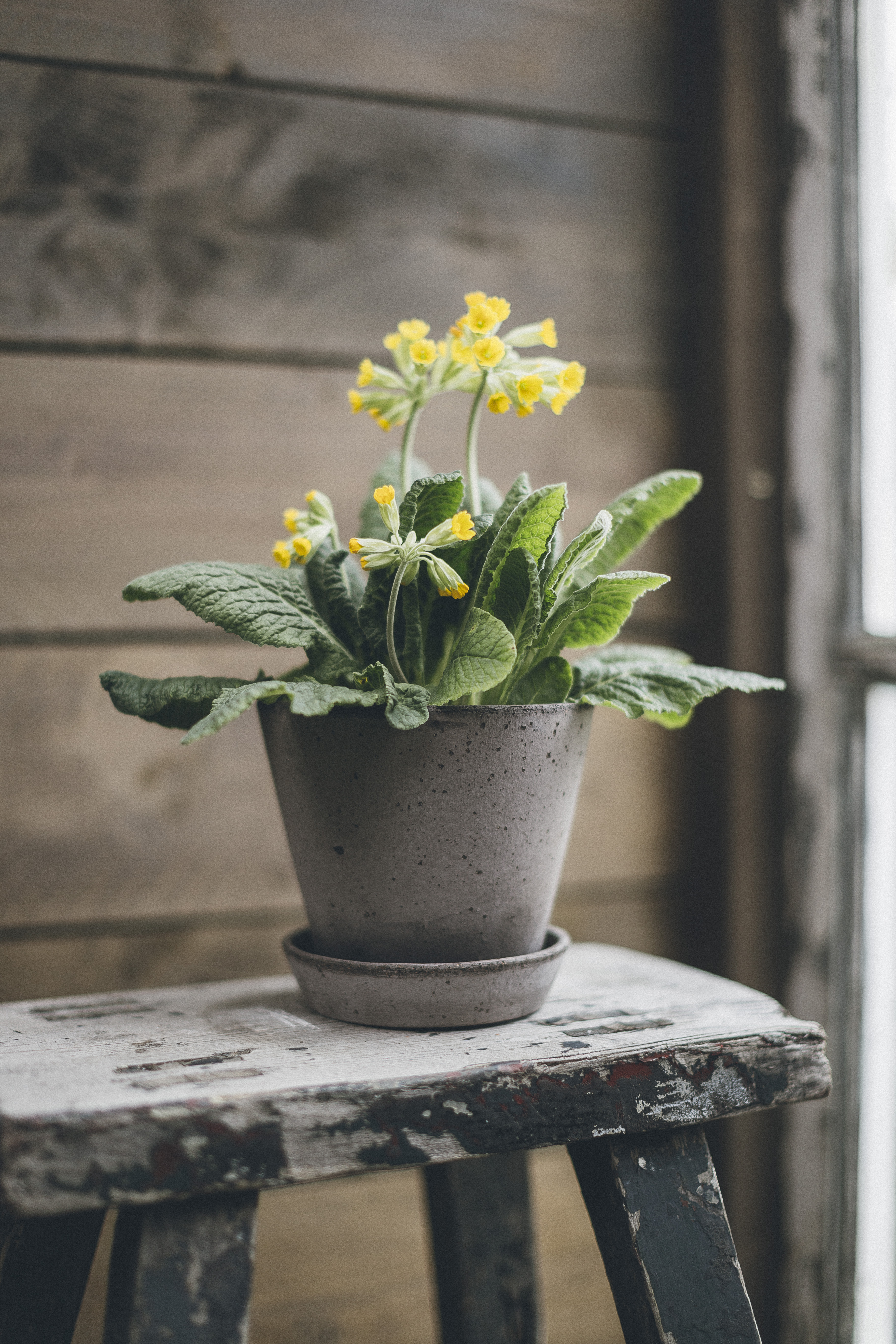 Bergs Potter Julie grå 8 cm