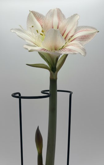 støtte til amaryllis