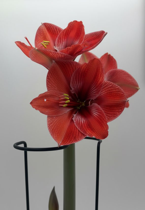 amaryllis støtte, amaryllis stang