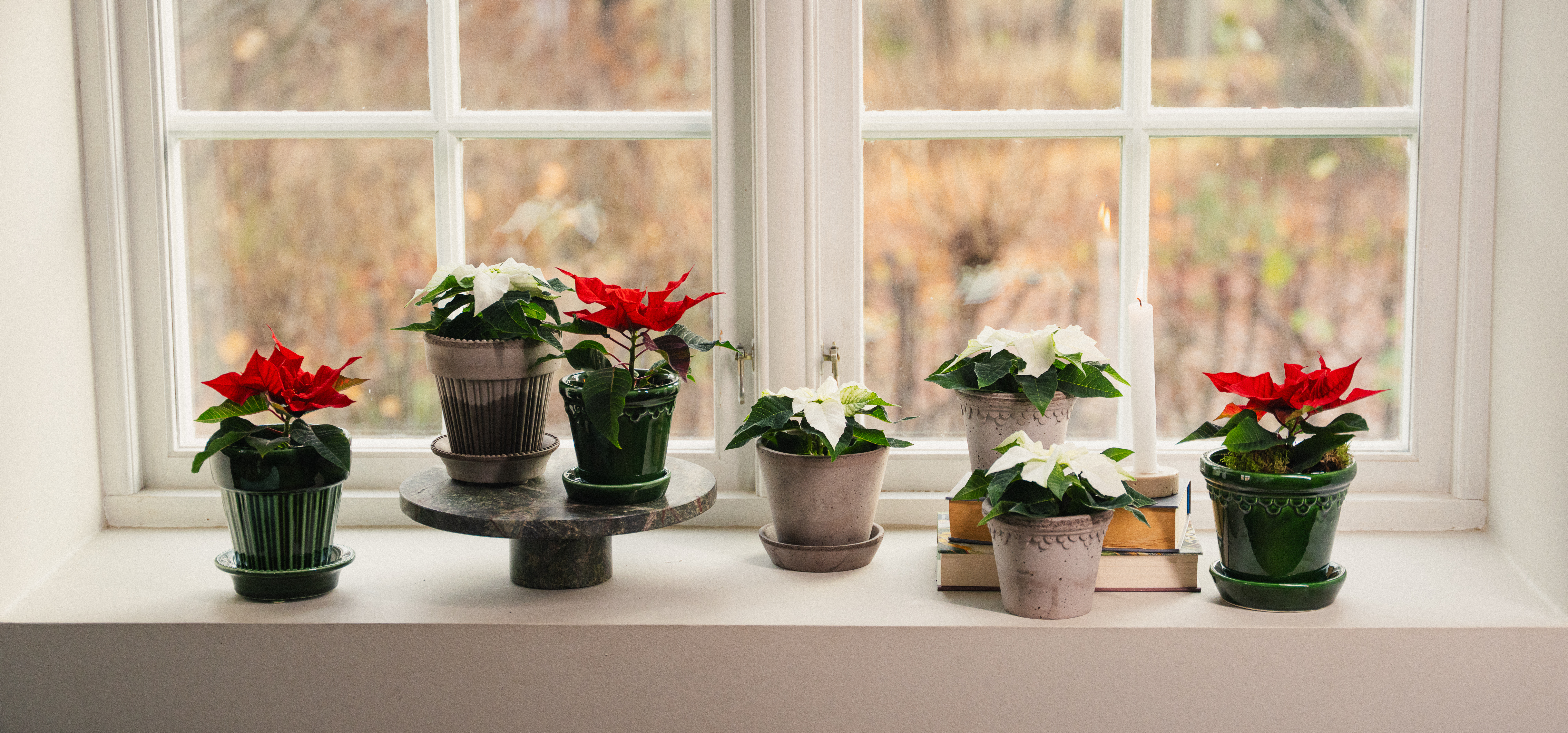 Rød julestjerne i potte