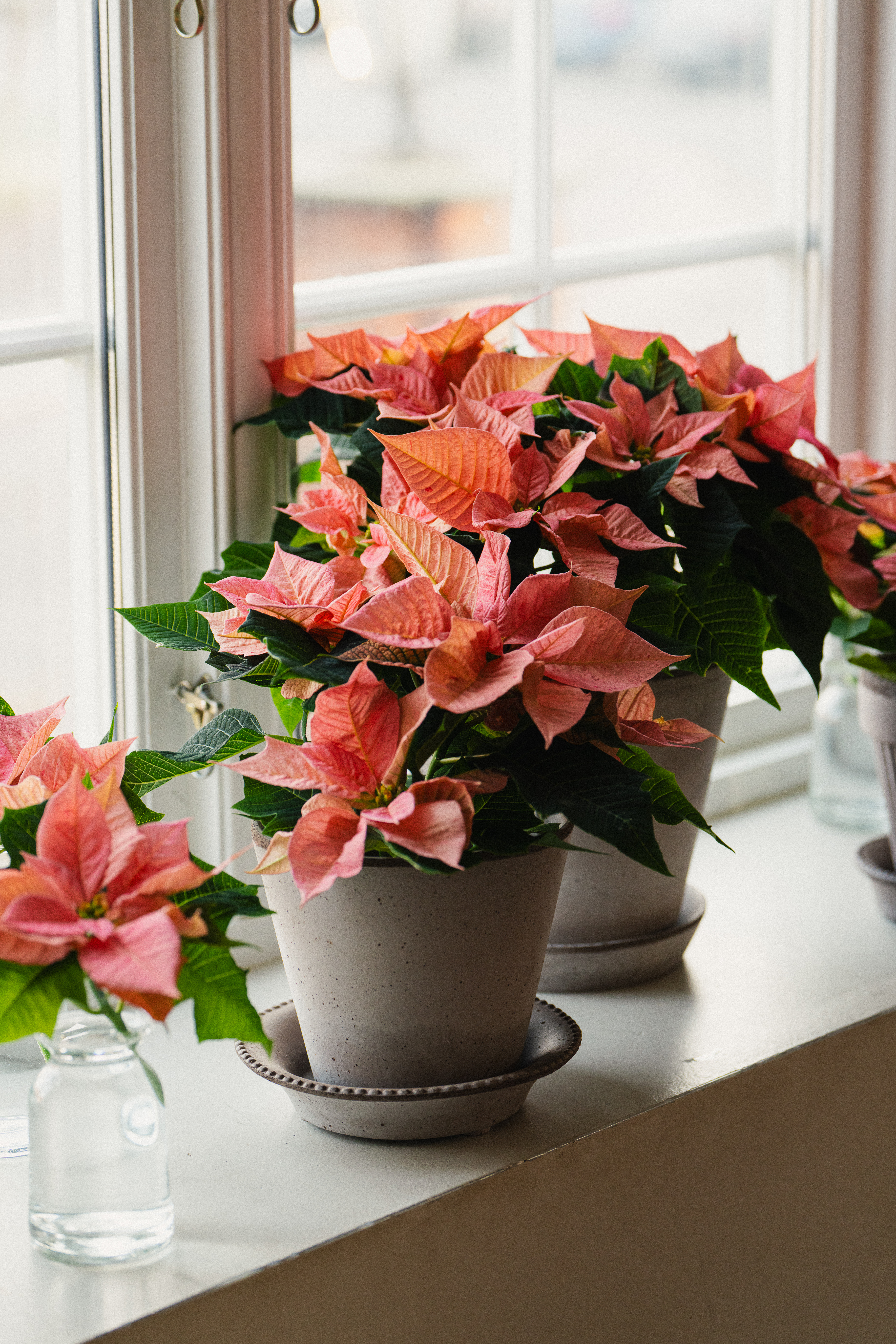 kanelfarget, aprikosfarget julestjerne