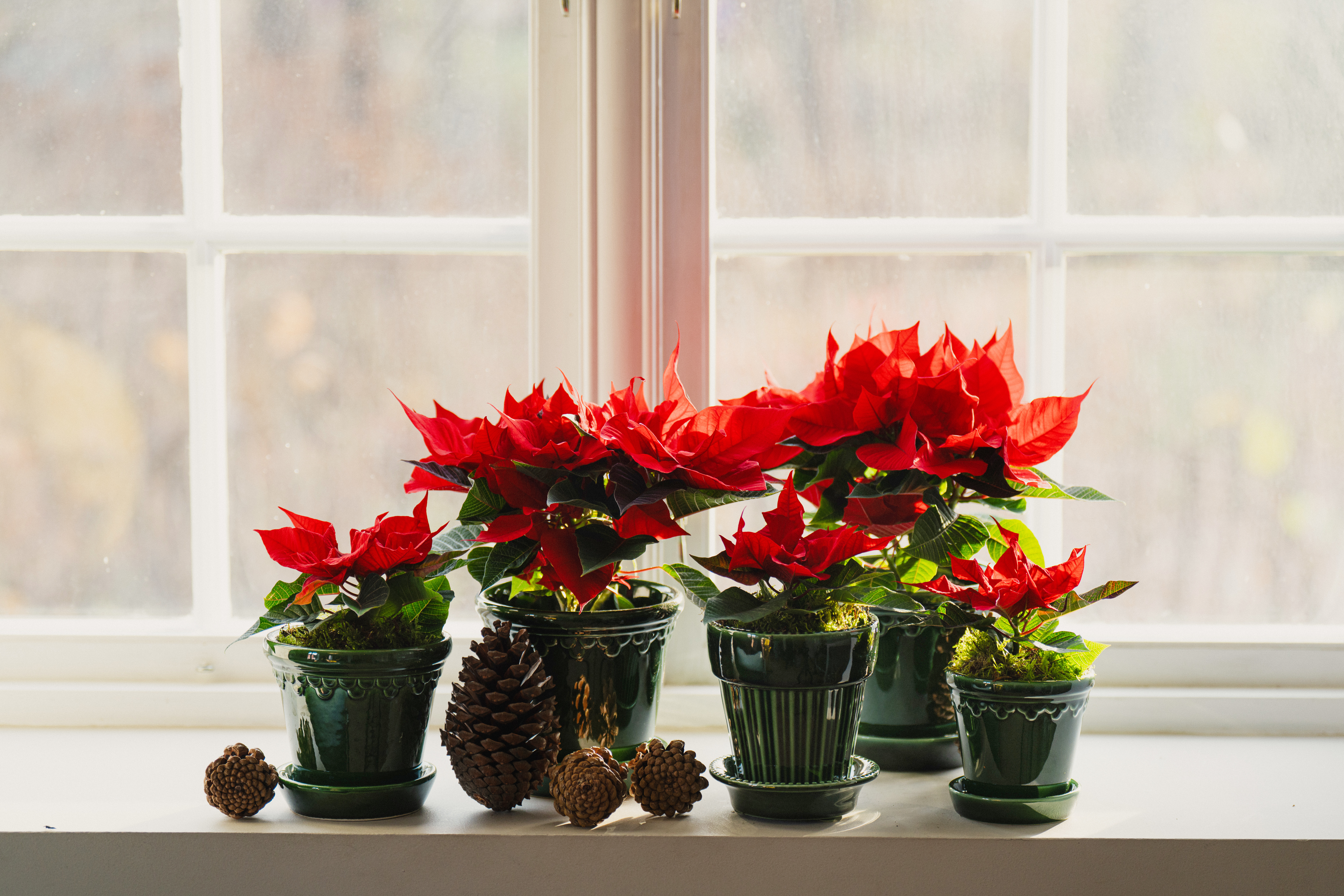 Julestjerner i Bergs potter